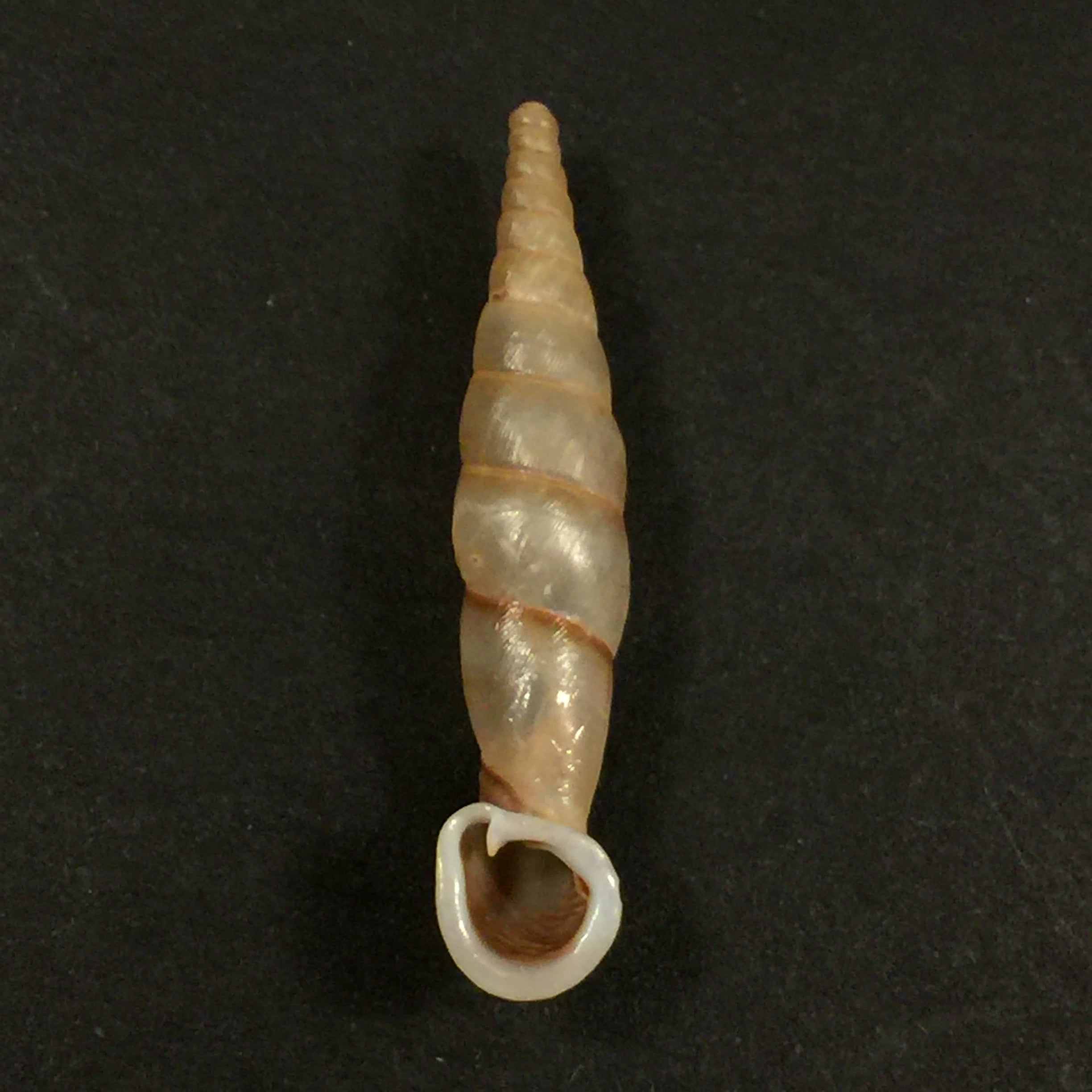 Grandinenia fuchsi fuchsi Gredler, 1883 - 36,1mm