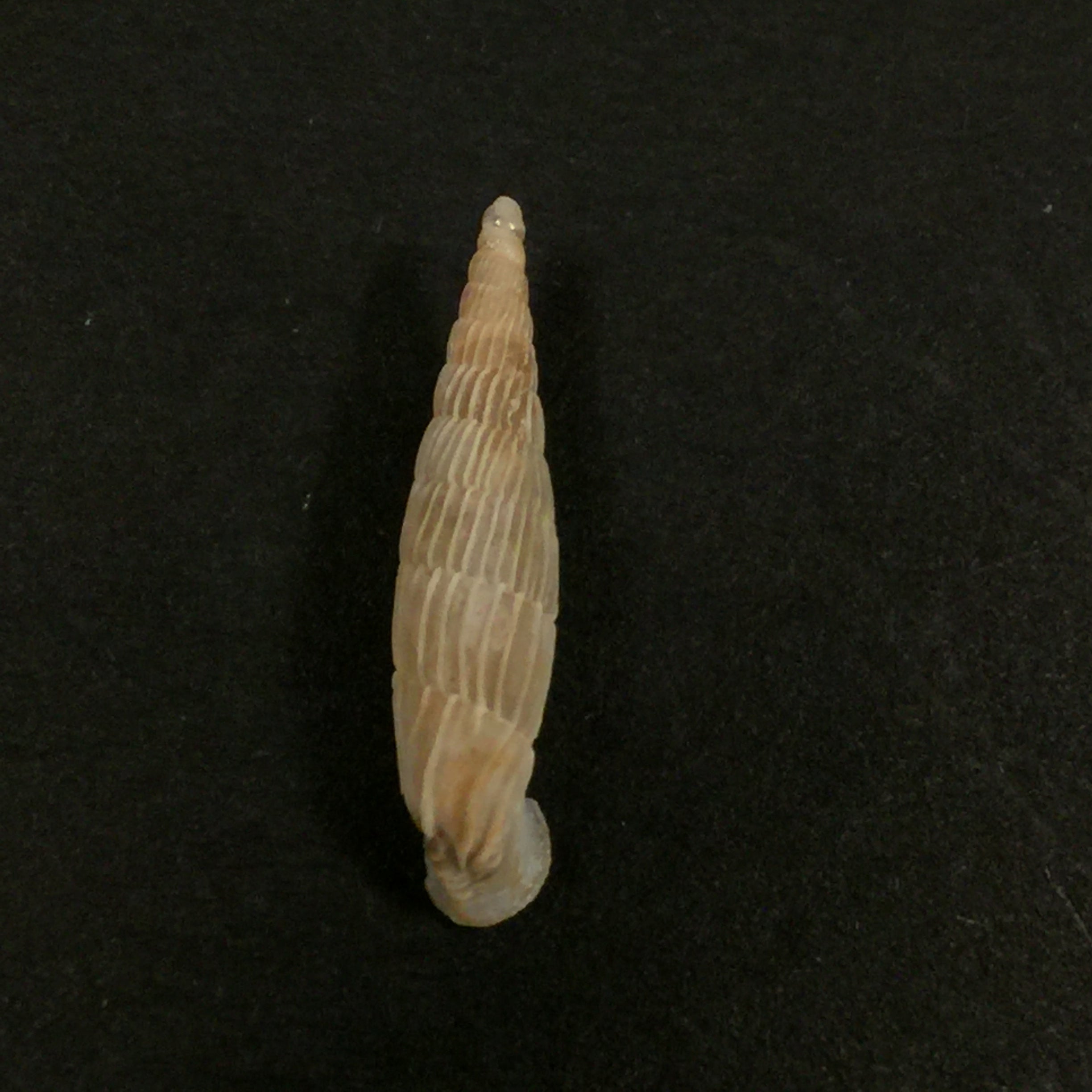 Charpenteria (siciliaria) crassicostata,Pfeiffer,1856 年 - 23 毫米