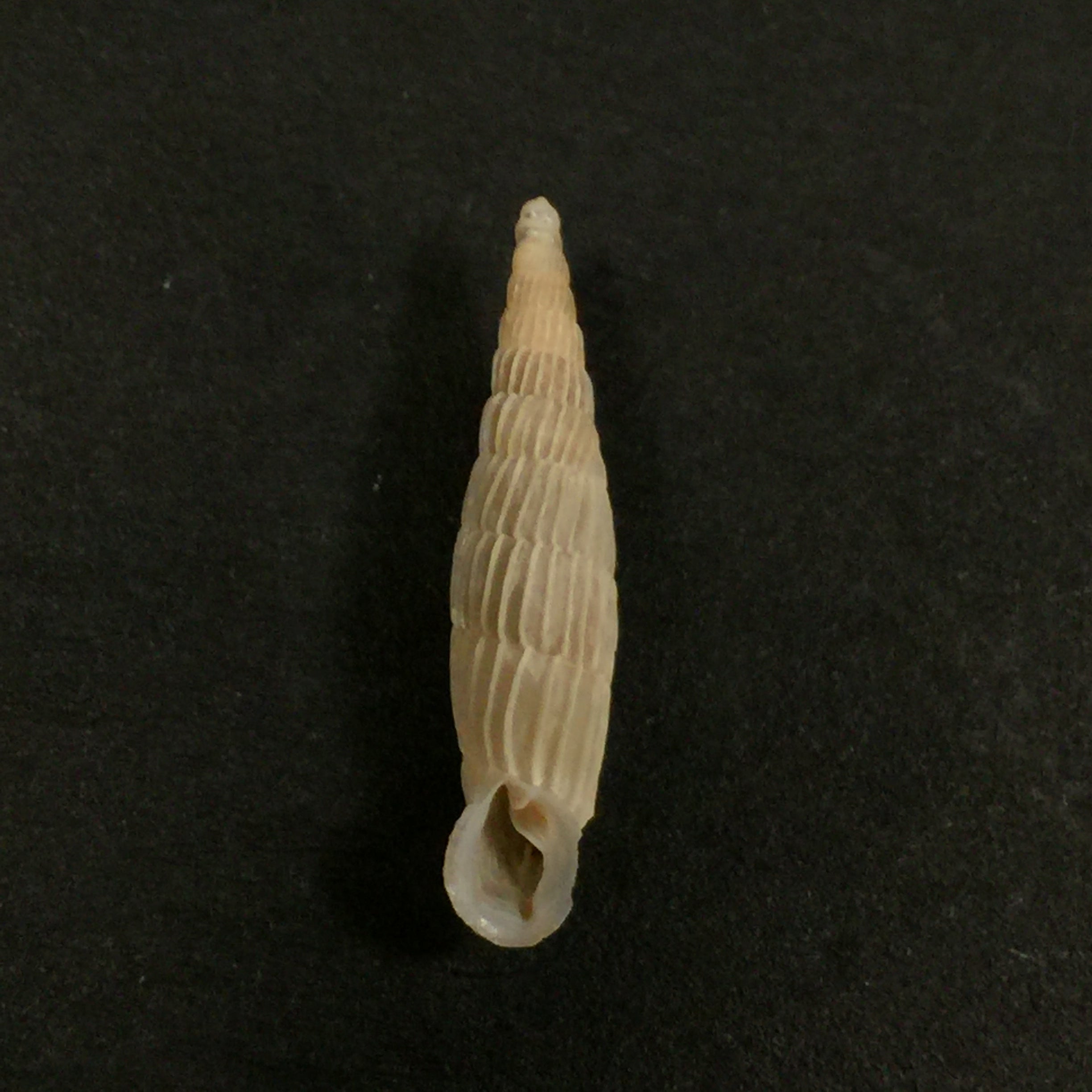 Charpenteria (siciliaria) crassicostata,Pfeiffer,1856 年 - 23 毫米