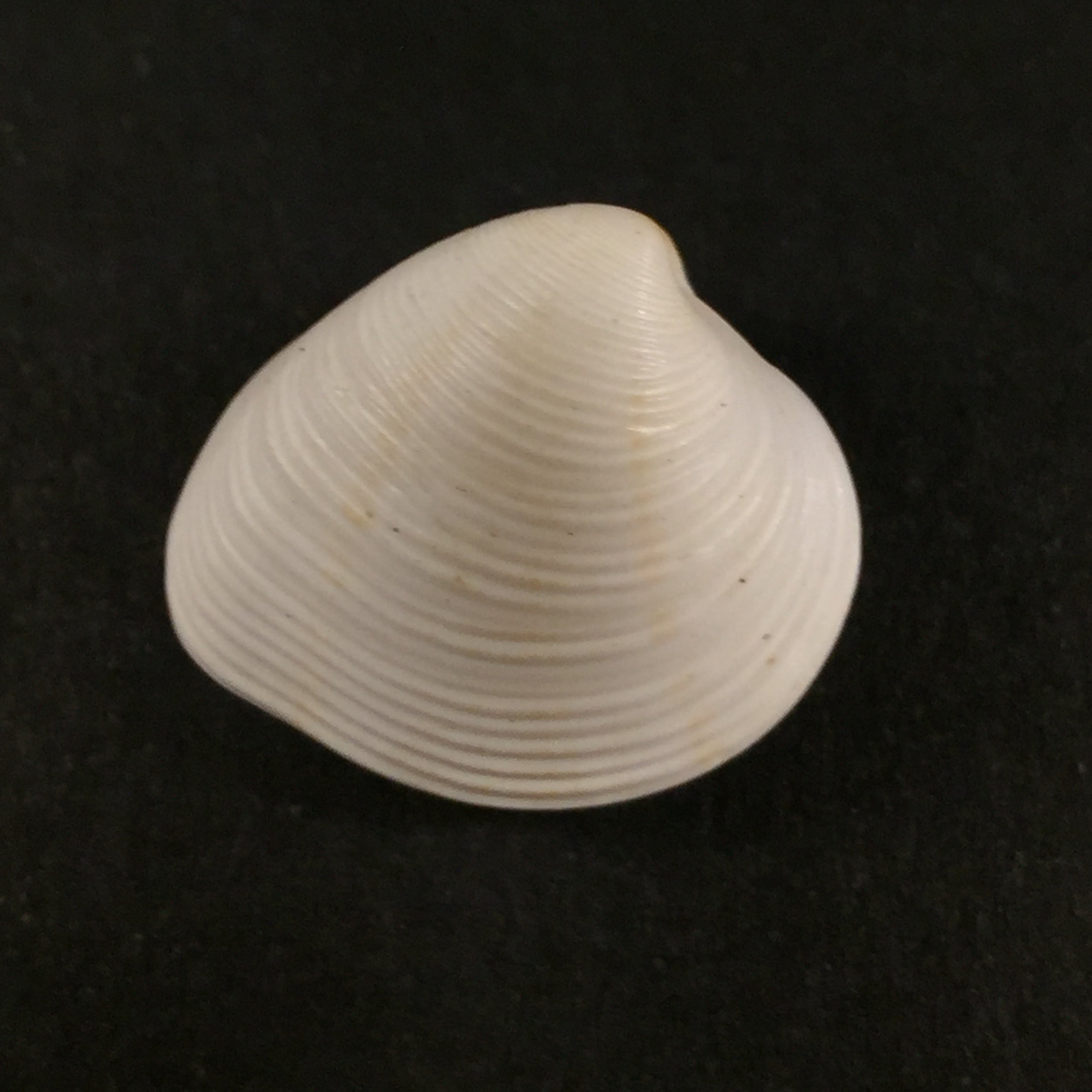 Lamelliconcha concinna (GB Sowerby I, 1835) - 20,8mm