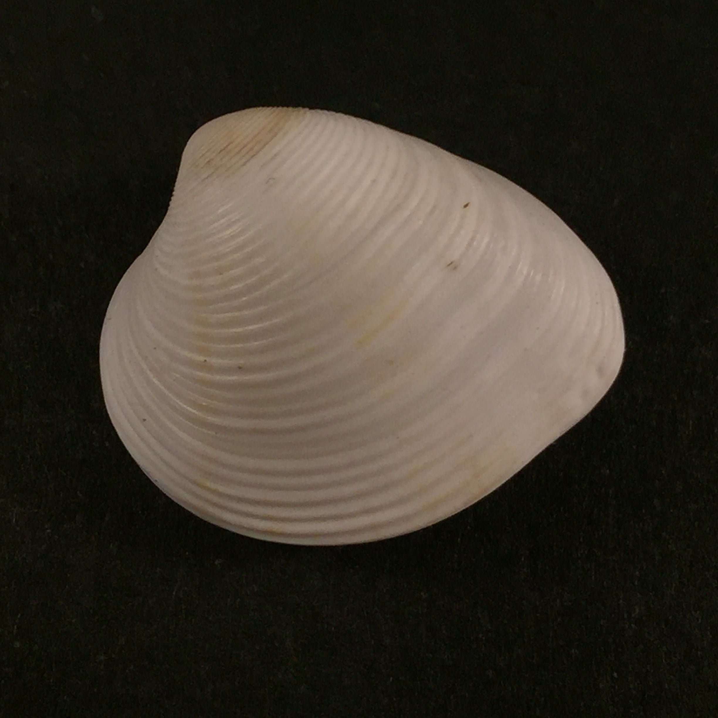 Lamelliconcha concinna (GB Sowerby I, 1835) - 20,8mm