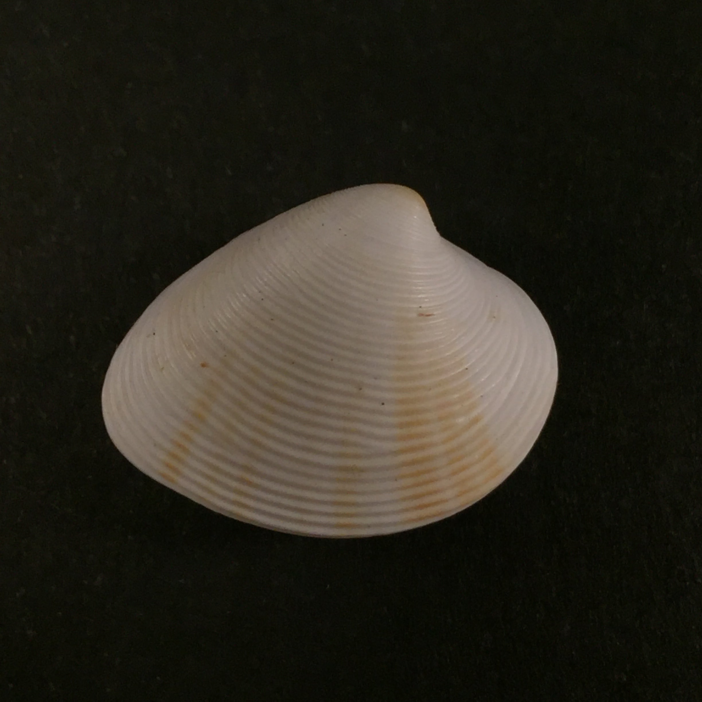 Lamelliconcha concinna (GB Sowerby I, 1835) - 21 毫米