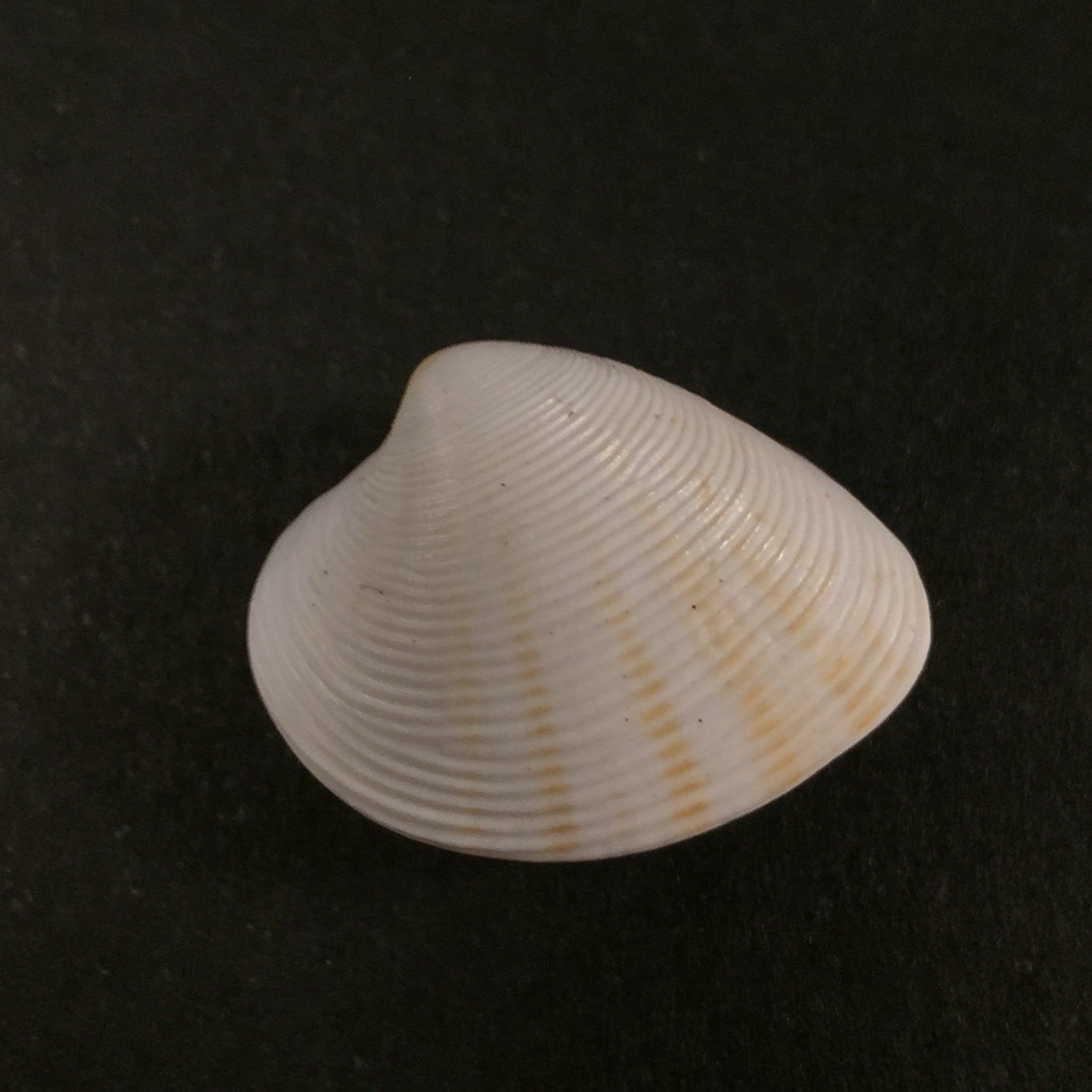Lamelliconcha concinna (GB Sowerby I, 1835) - 21 毫米
