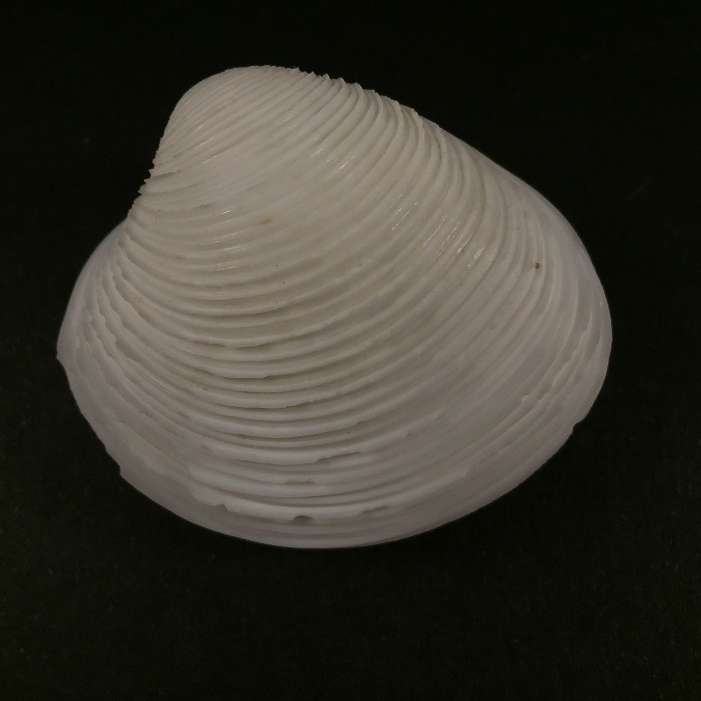 Lamelliconcha circinata(生于1778年)- 42,3毫米