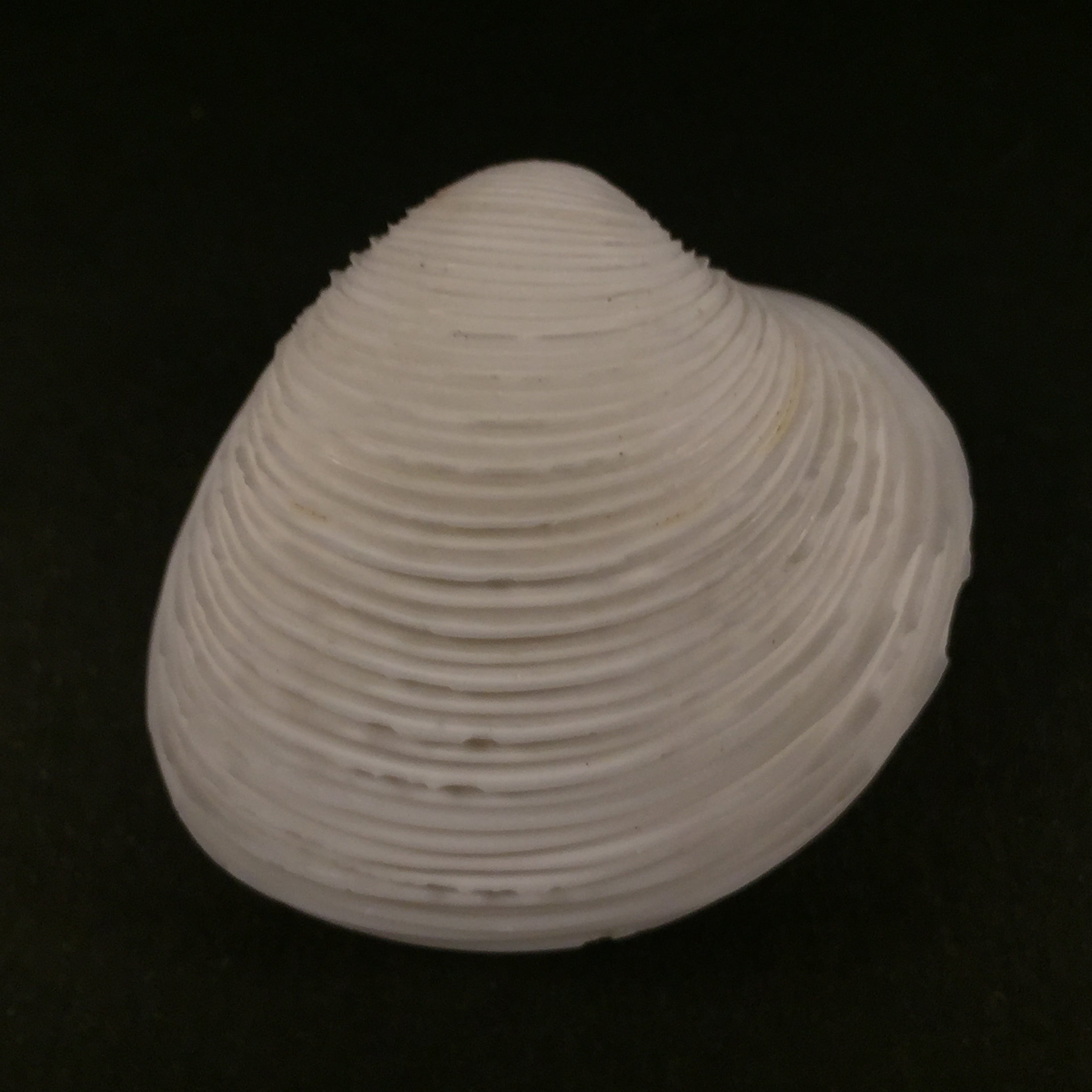 Lamelliconcha circinata(生于1778年)- 42,3毫米