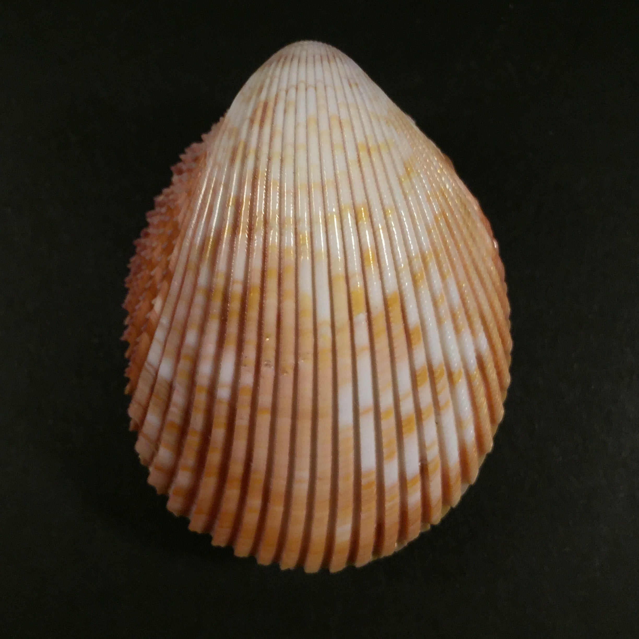 Trachycardium magnum(林奈,1758 年) - 51 毫米