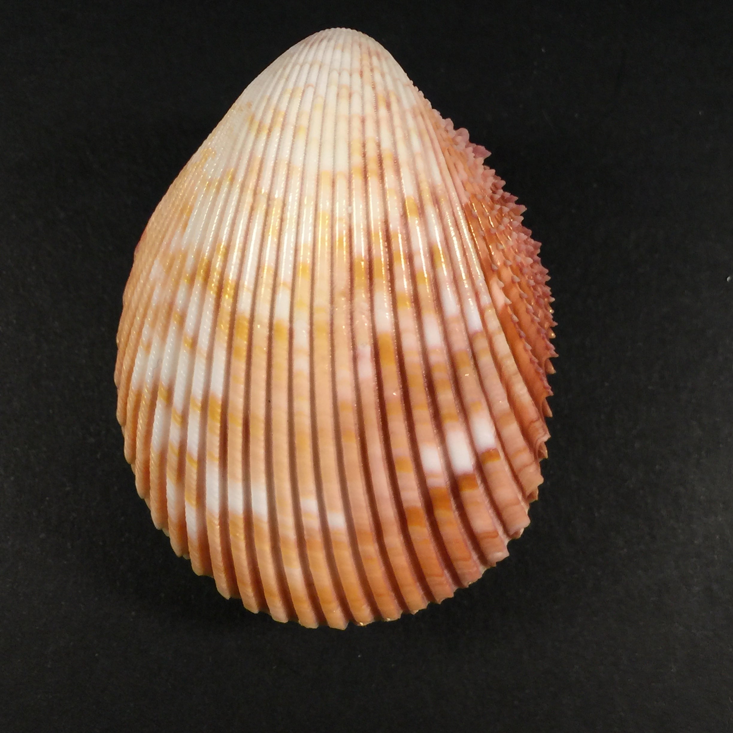 Trachycardium magnum(林奈,1758 年) - 51 毫米