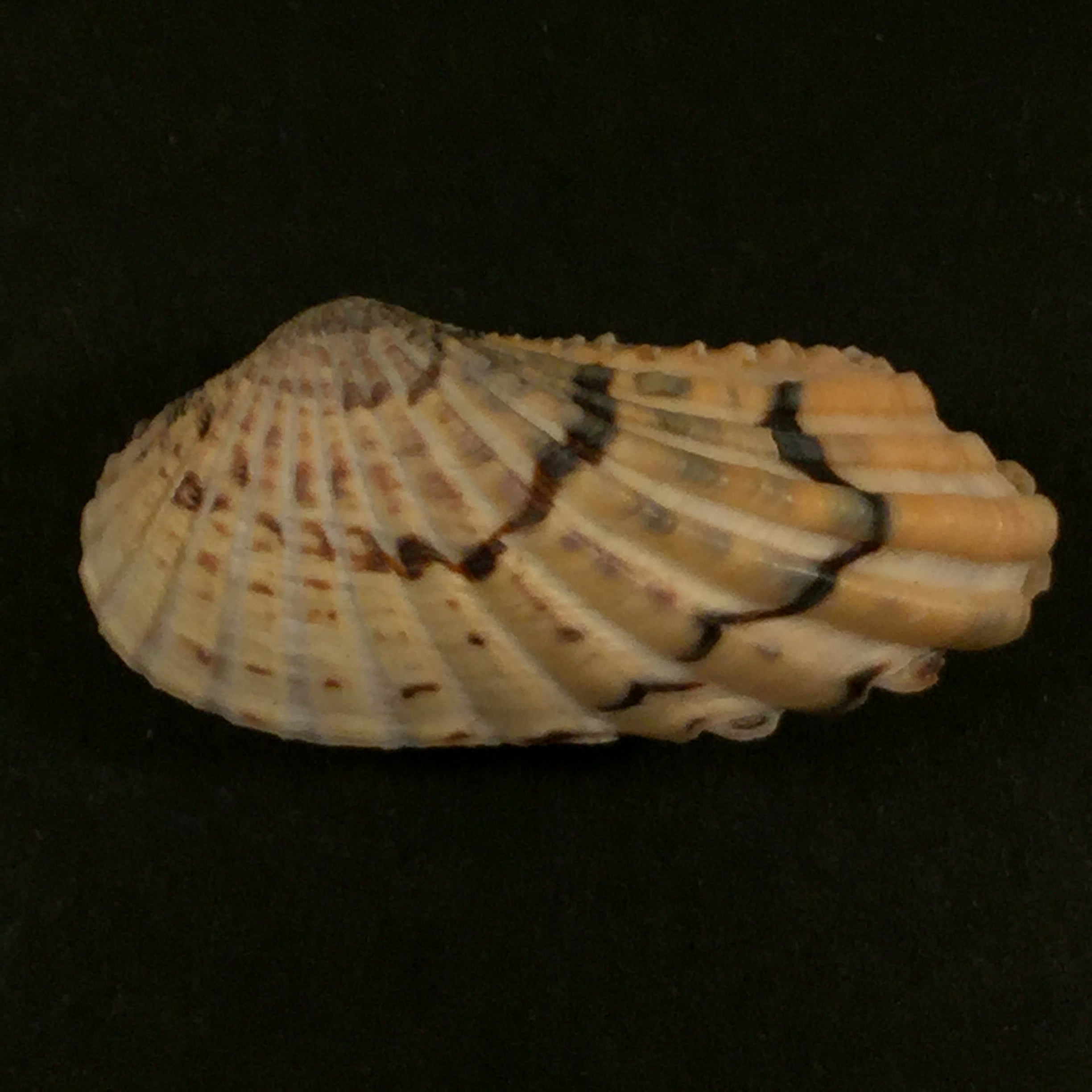 Carditamera radiata (GB Sowerby I, 1833) - 37,2mm