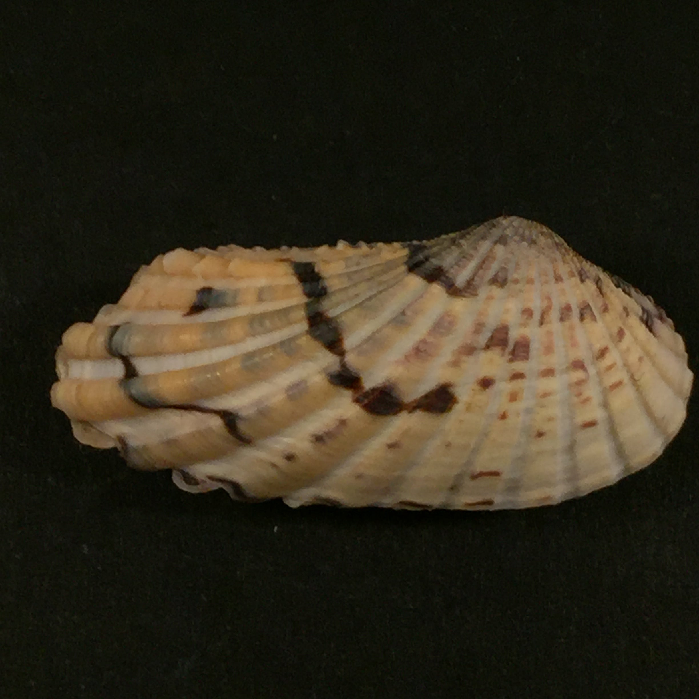 Carditamera radiata (GB Sowerby I, 1833) - 37,2mm
