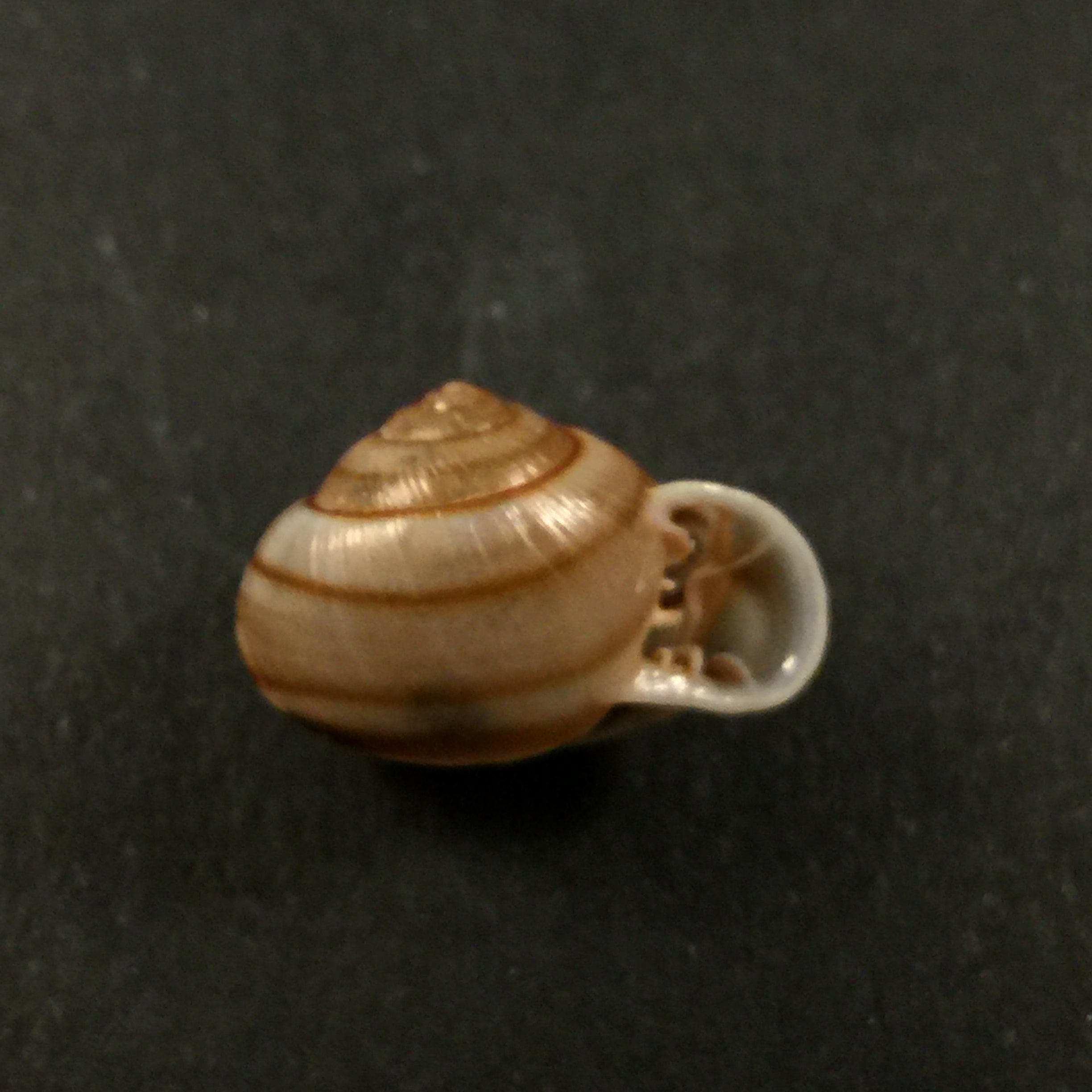 Tomigerus clausus Spix, 1827 - 15mm