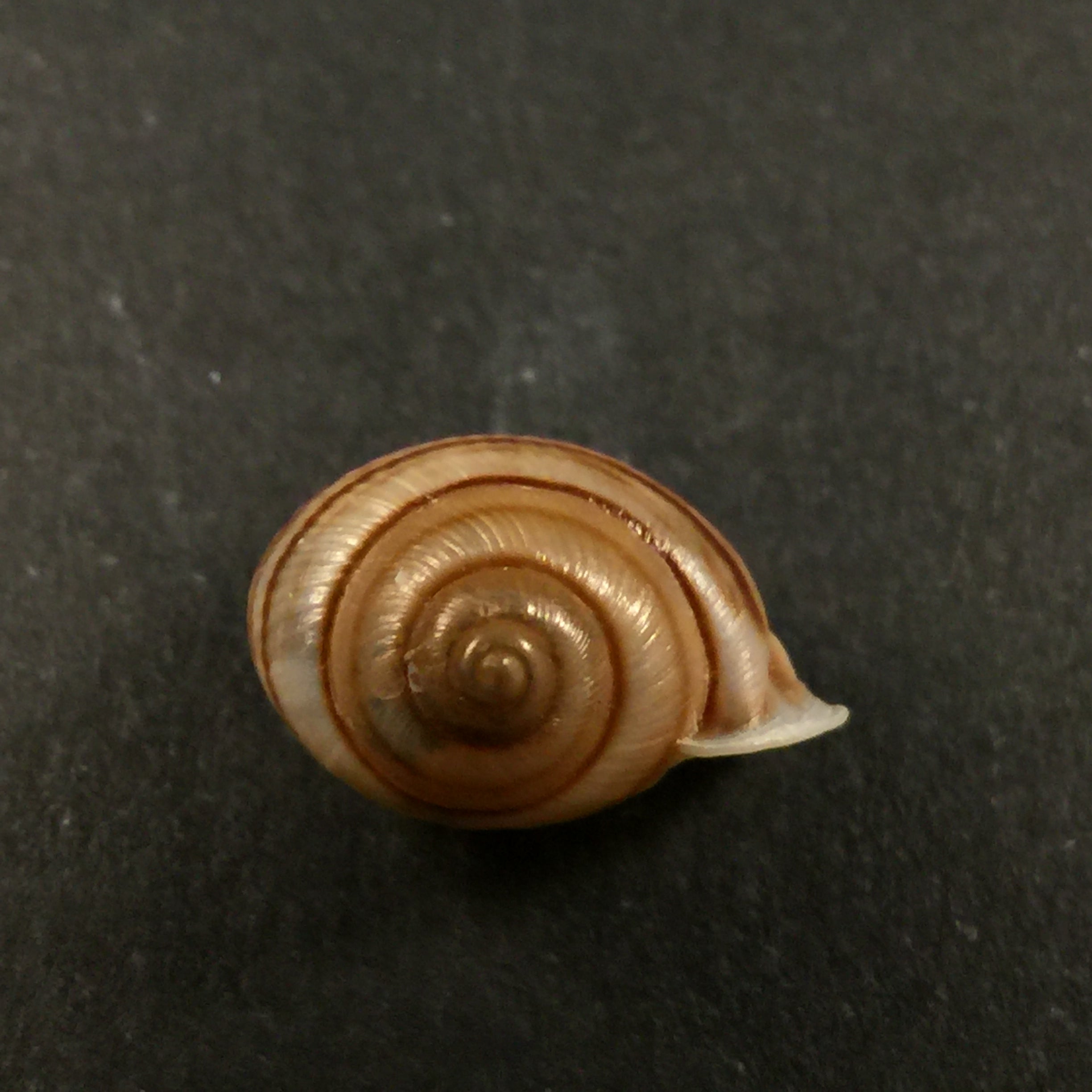 Tomigerus clausus Spix, 1827 - 15mm