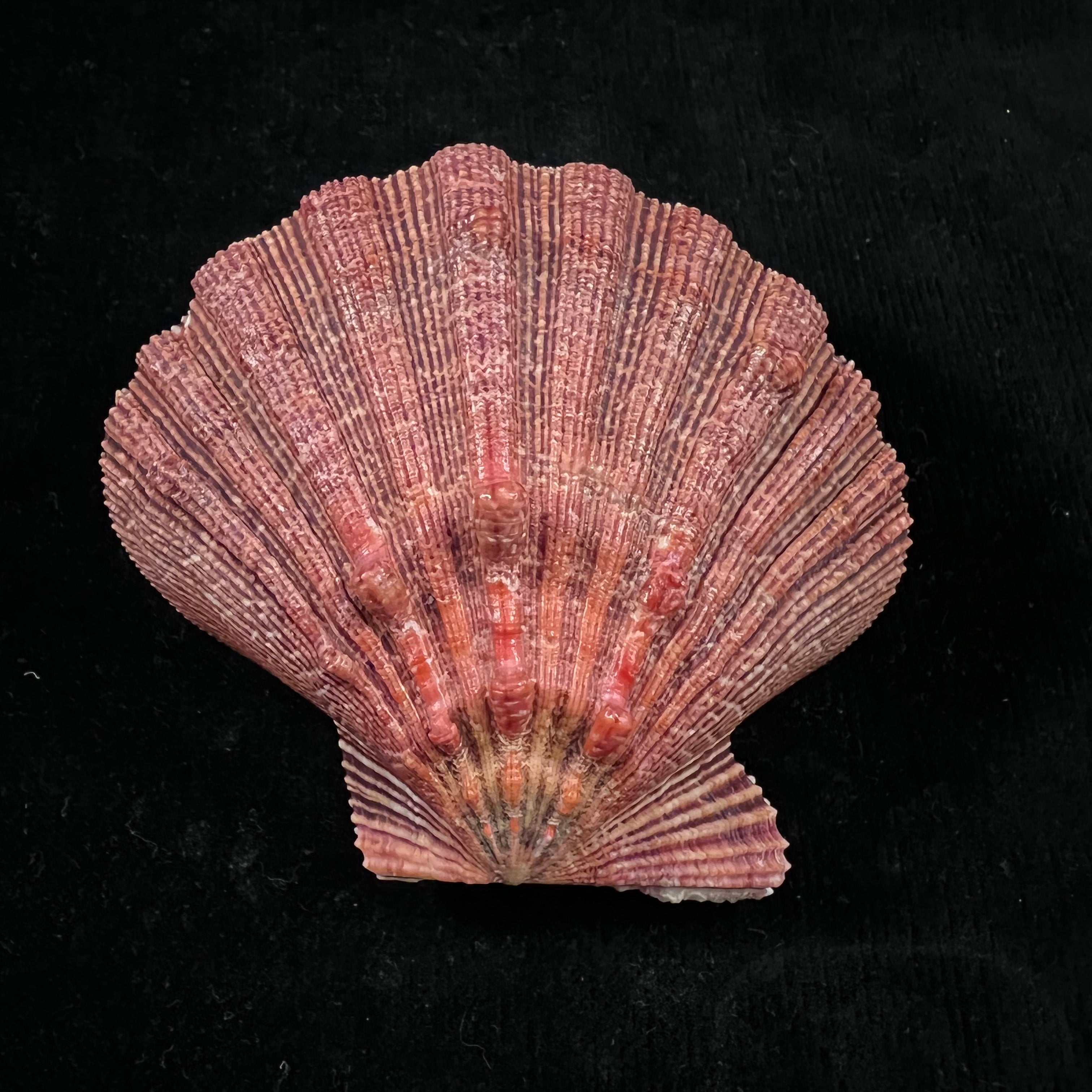 Nodipecten arthriticus (Reeve, 1853) - 87,1毫米