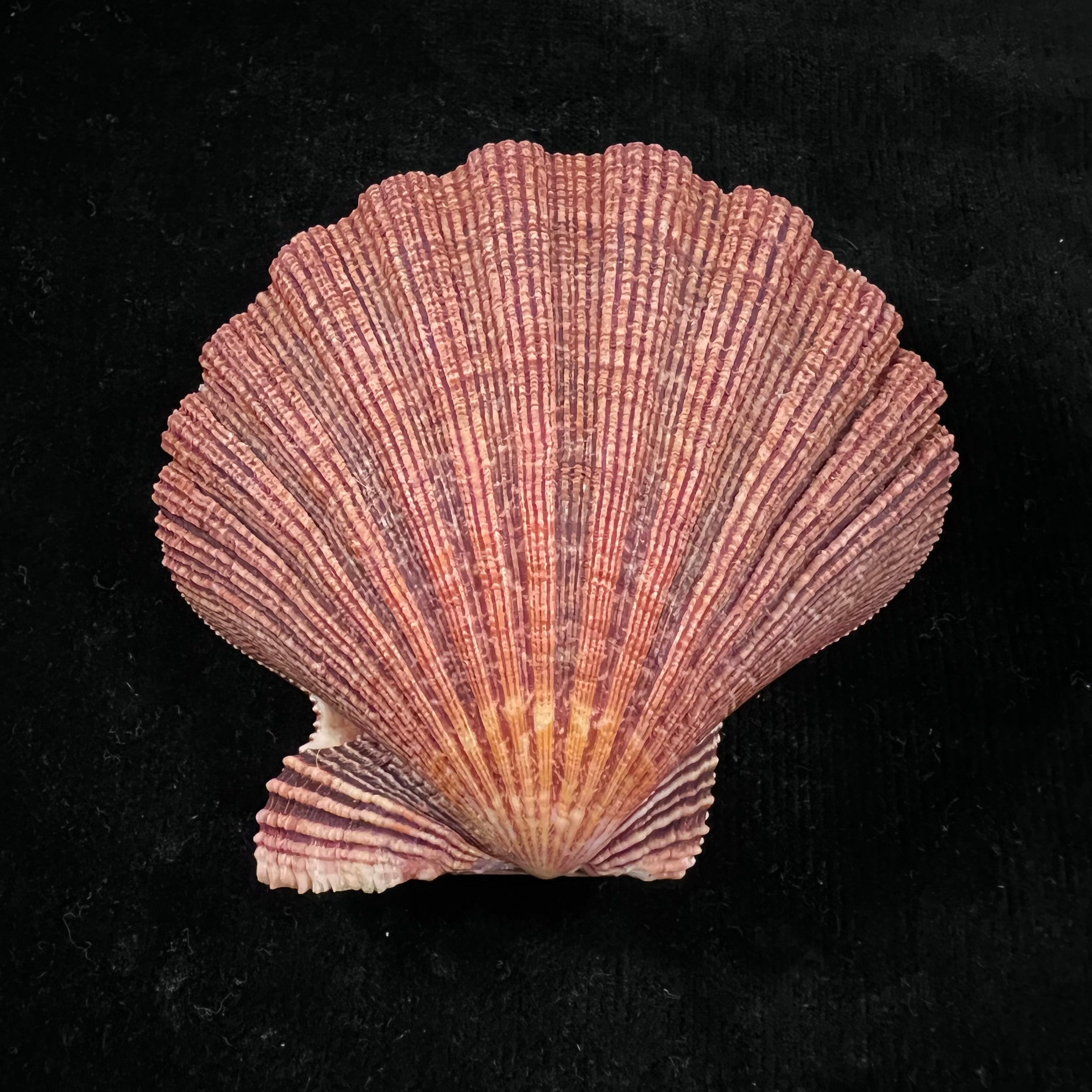 Nodipecten arthriticus (Reeve, 1853) - 87,1毫米