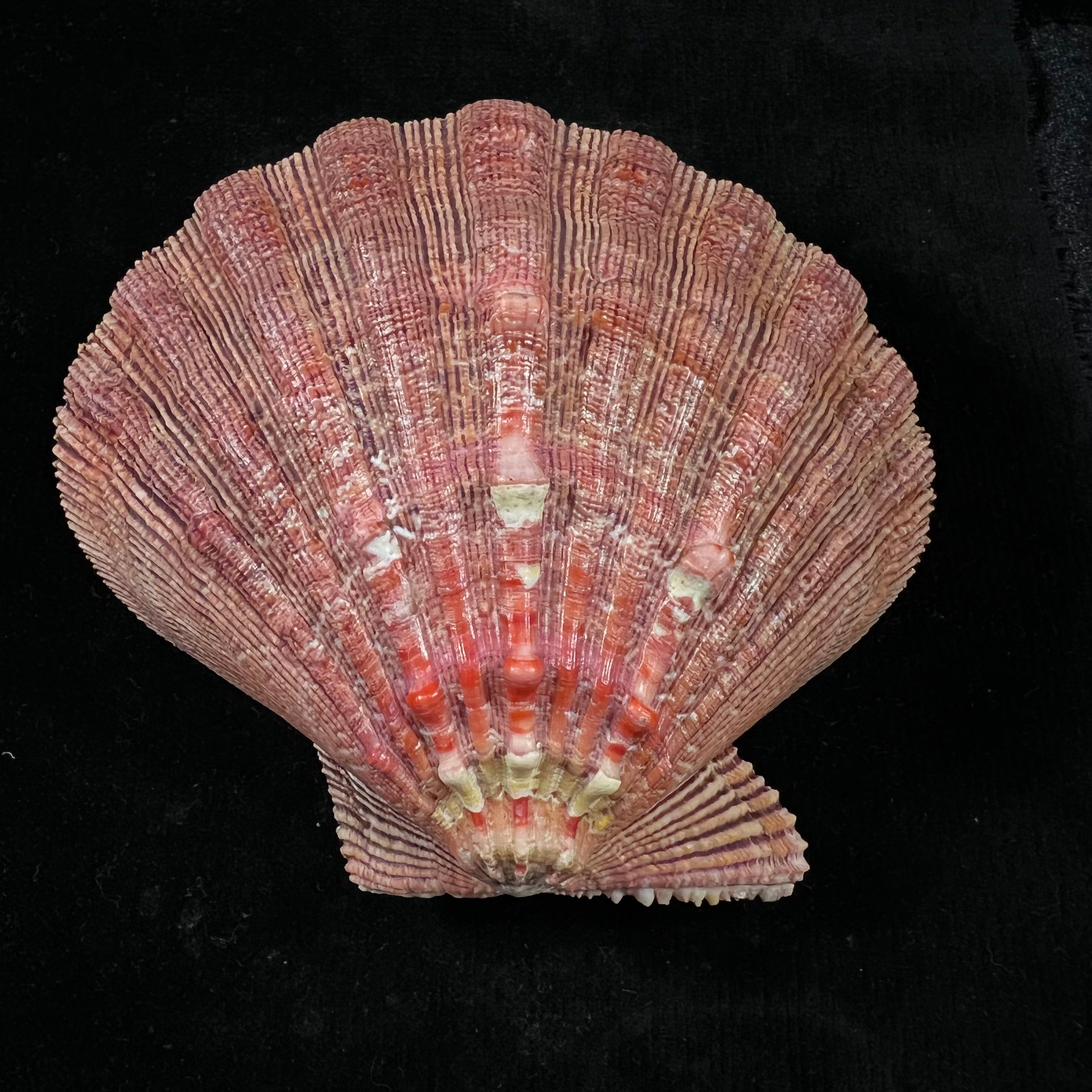 Nodipecten arthriticus (Reeve, 1853) - 108毫米