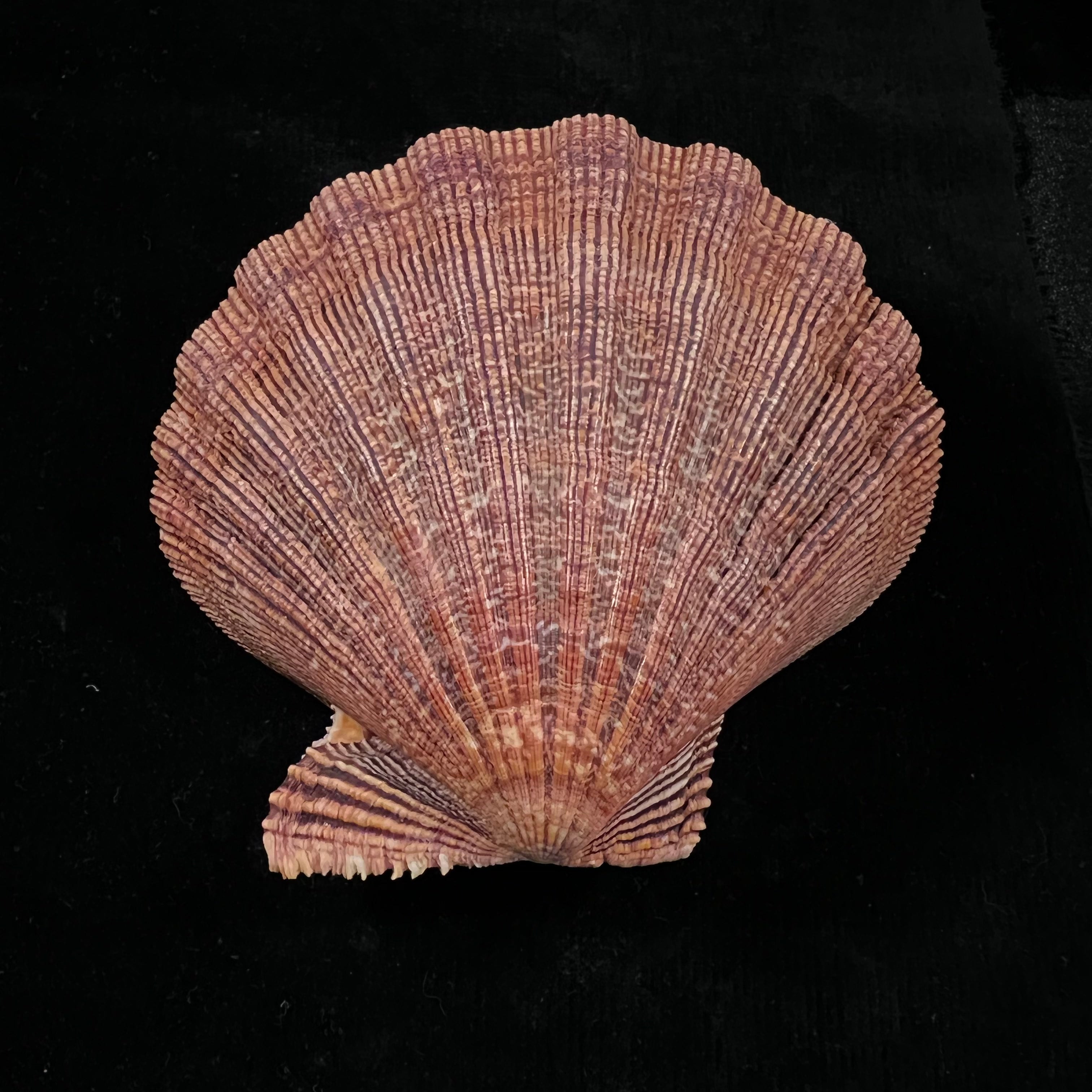 Nodipecten arthriticus (Reeve, 1853) - 108毫米