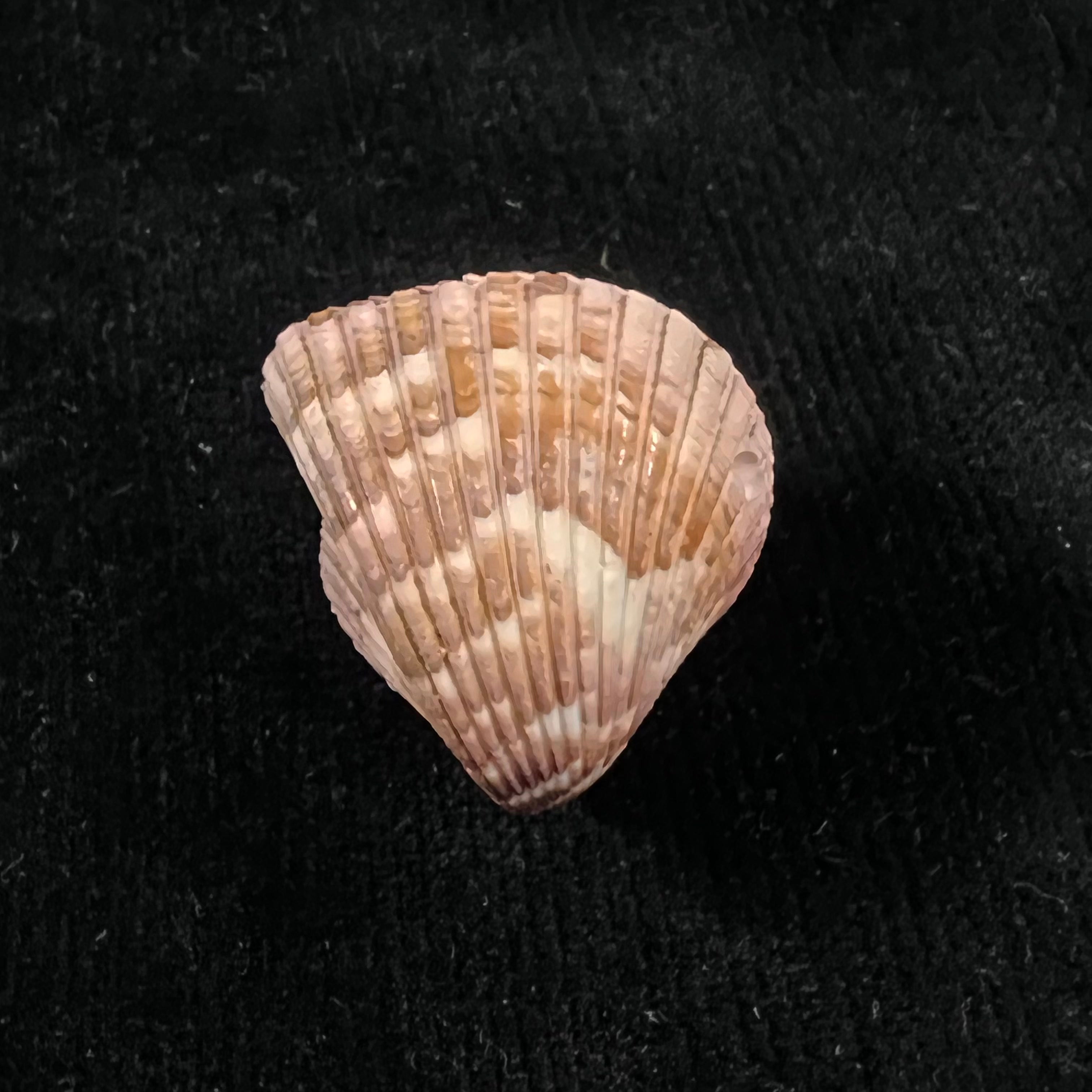 Americardia planicostata (Broderip & GB Sowerby I, 1833) - 30,5毫米