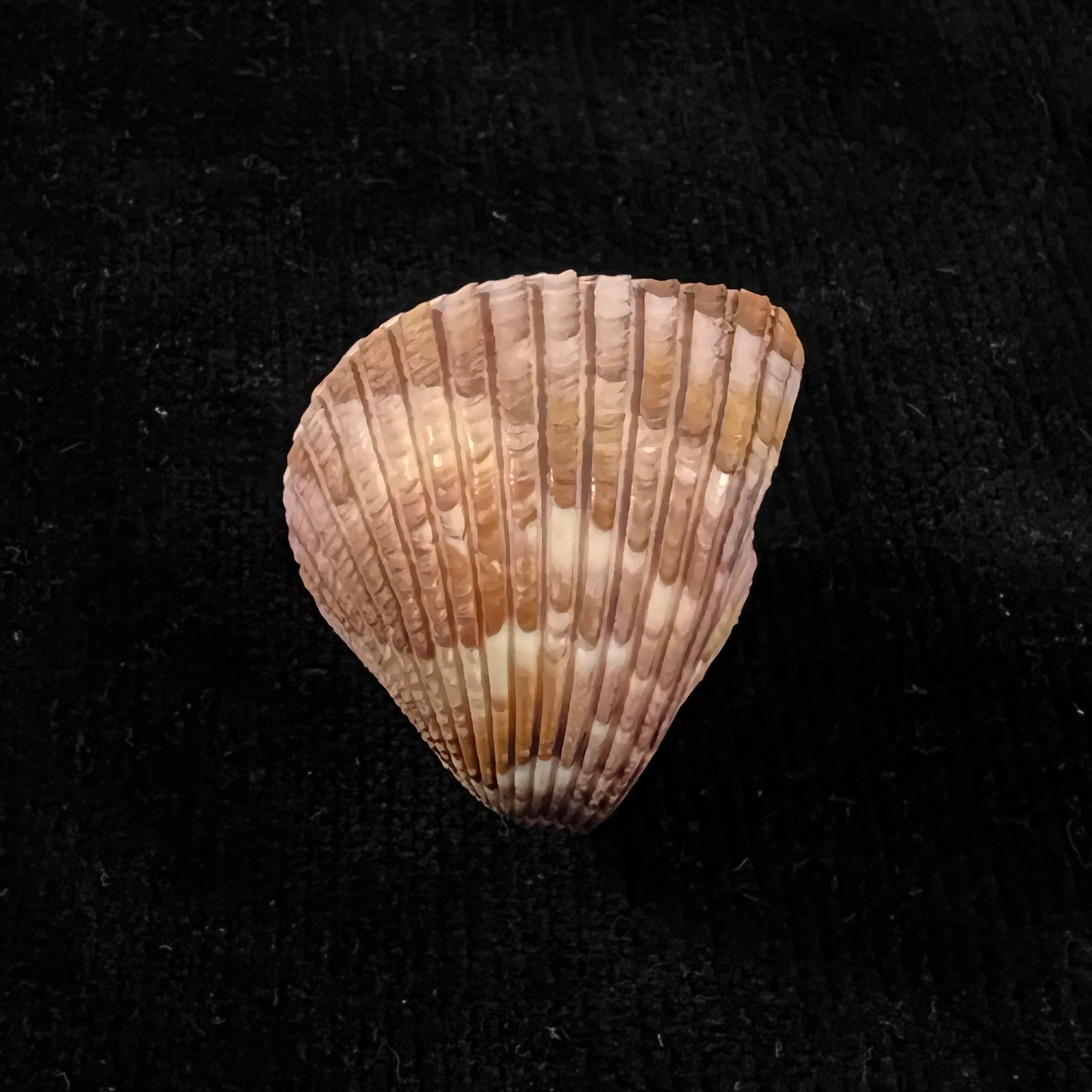 Americardia planicostata (Broderip & GB Sowerby I, 1833) - 30,5毫米