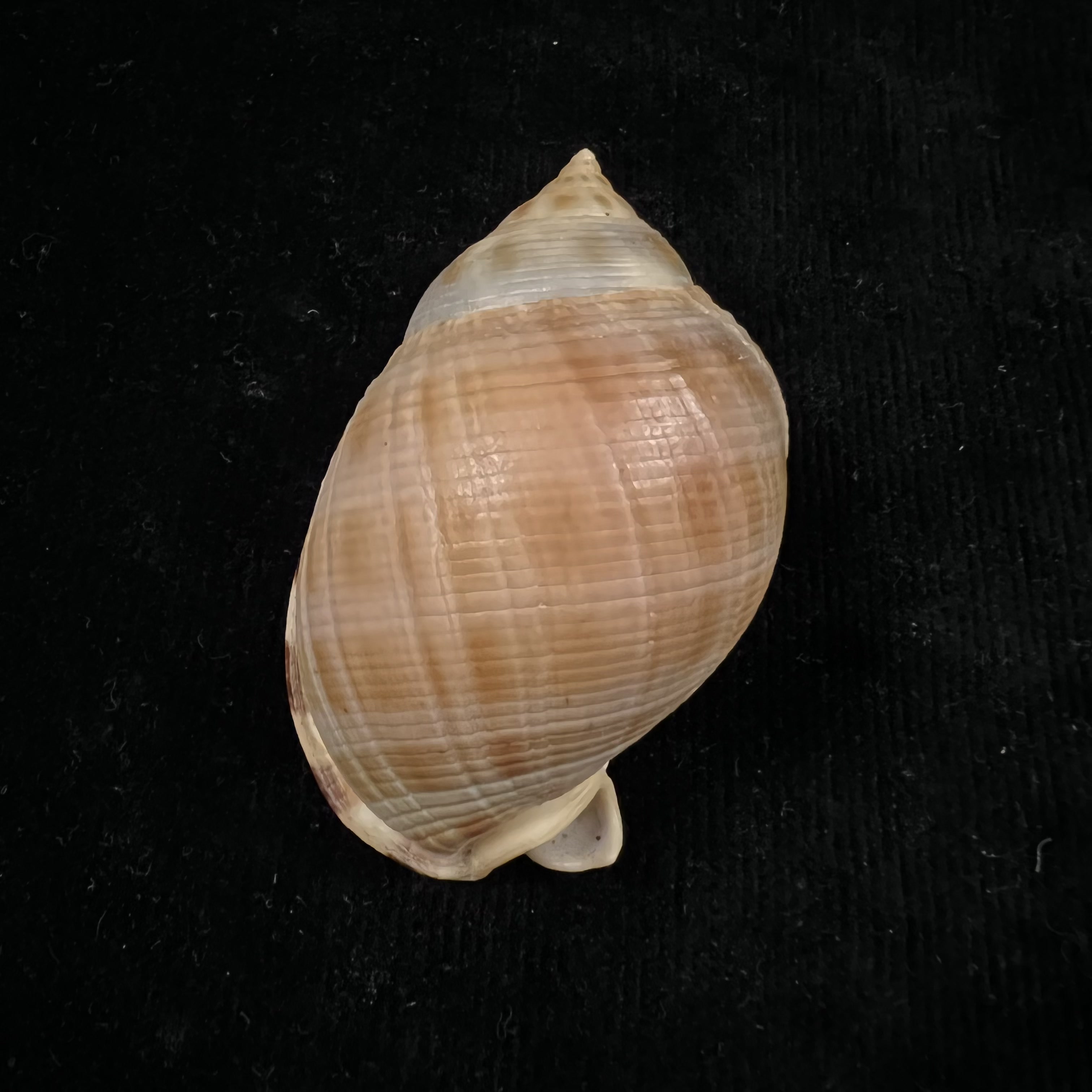 Semicassis saburon(Bruguière,1792)- 68,1毫米