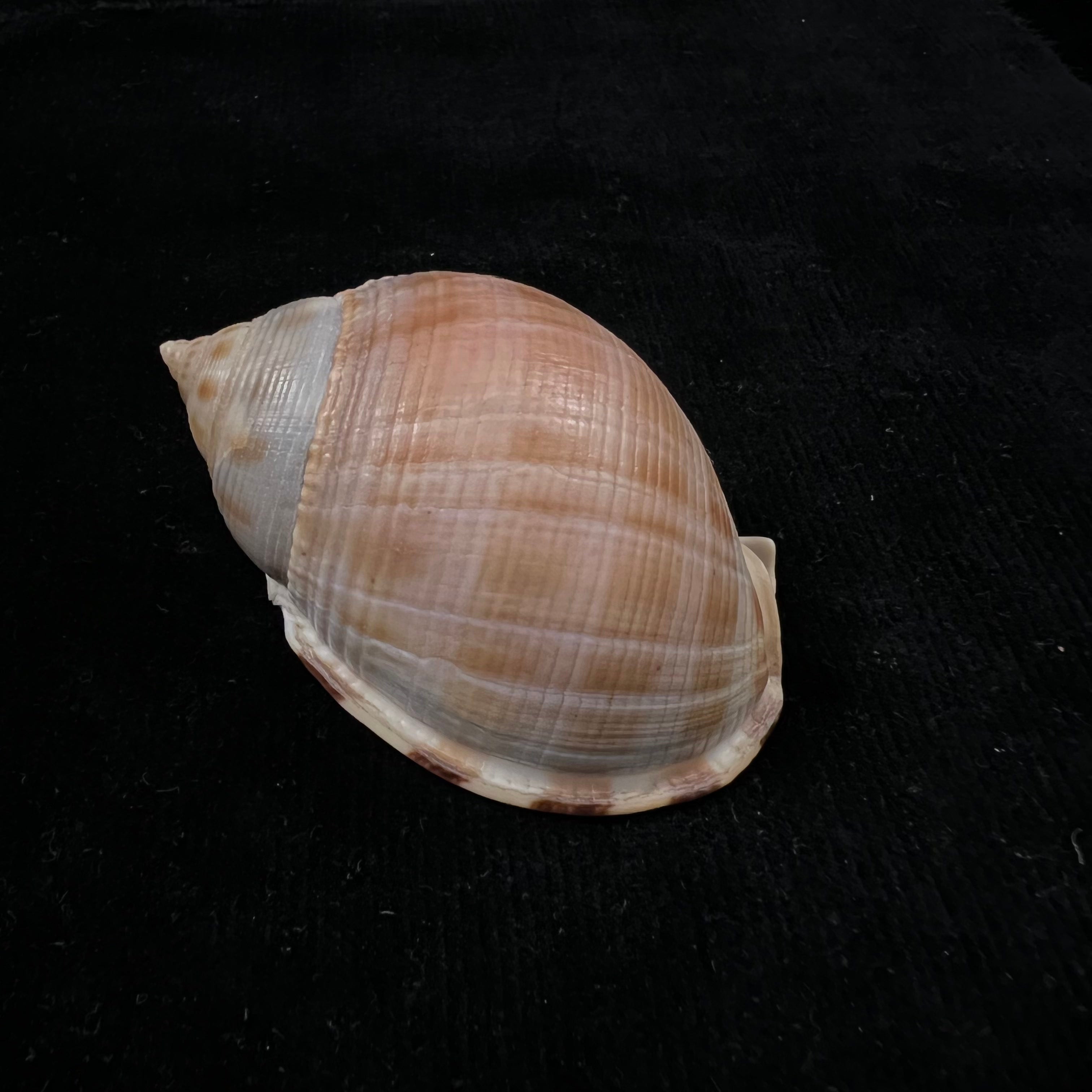 Semicassis saburon(Bruguière,1792)- 68,1毫米