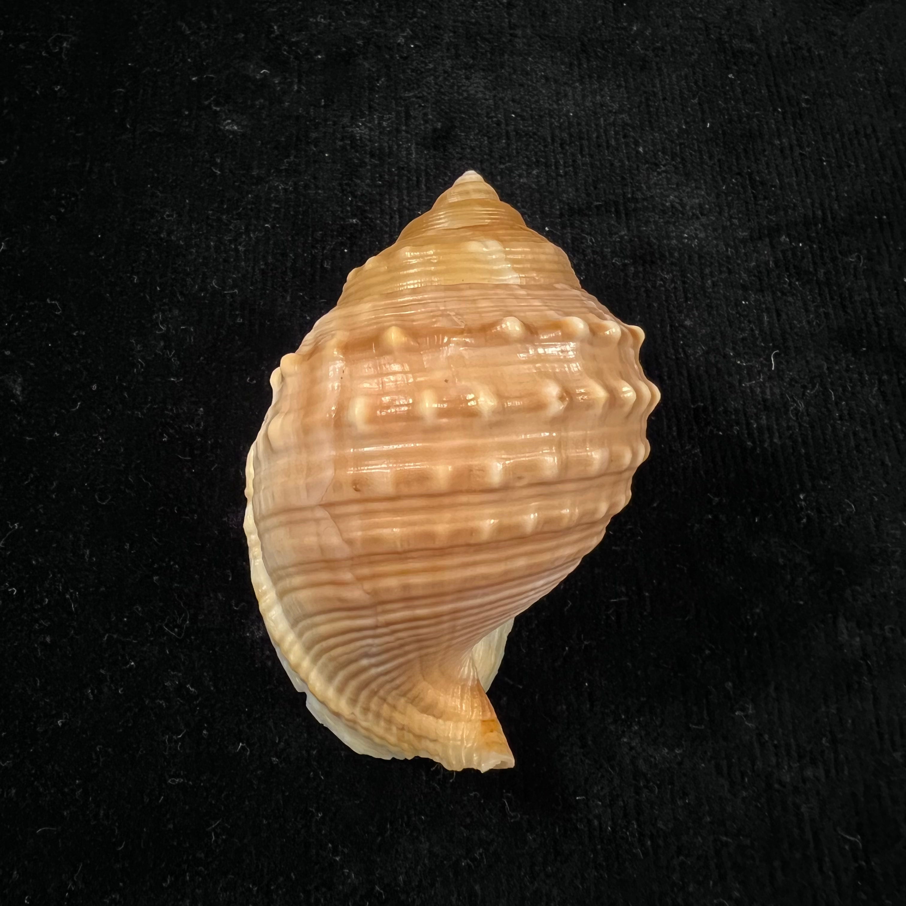 Galeodea echinophora (Linnaeus, 1758) - 72,3mm