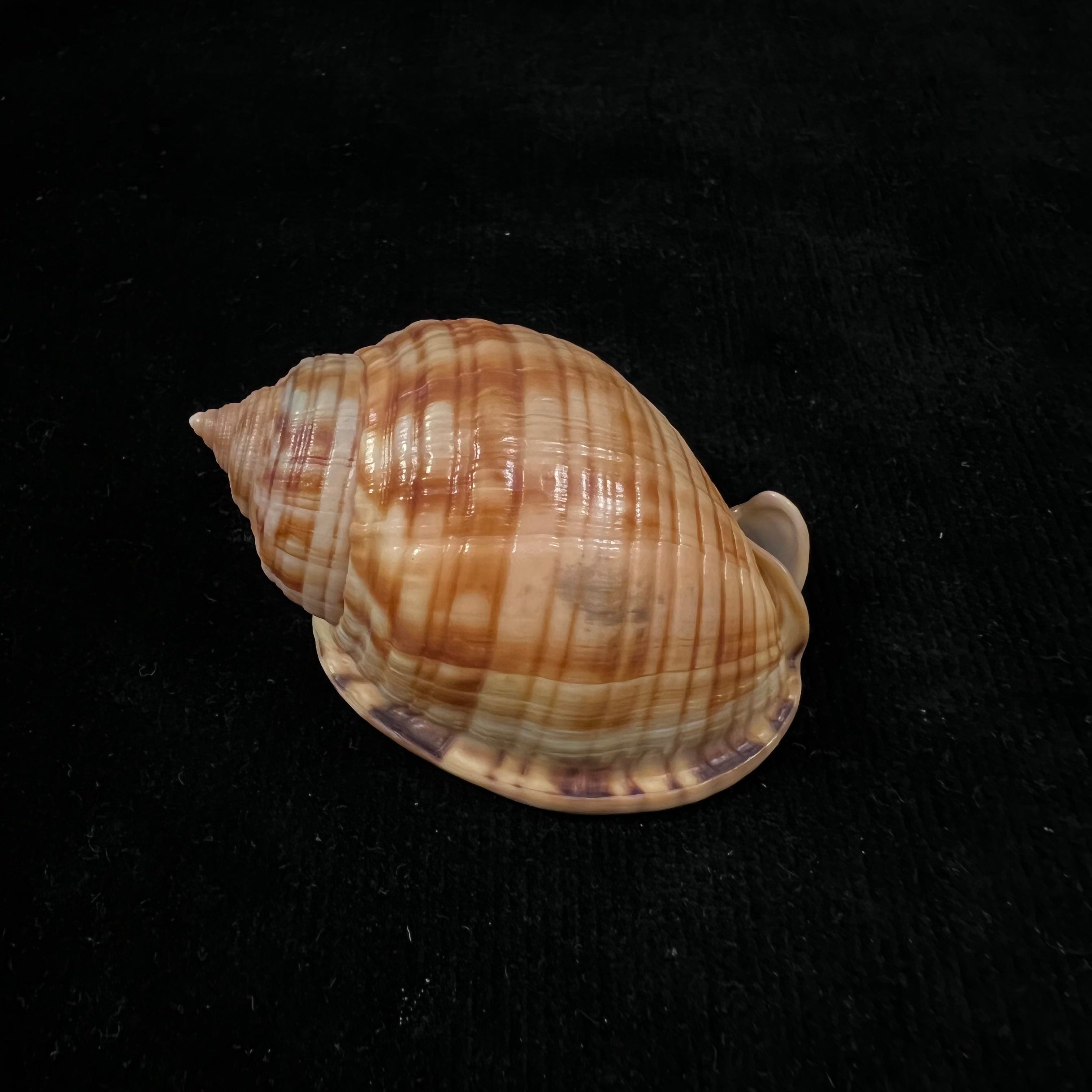 Semicassis undulata (Gmelin, 1791) - 64,2mm