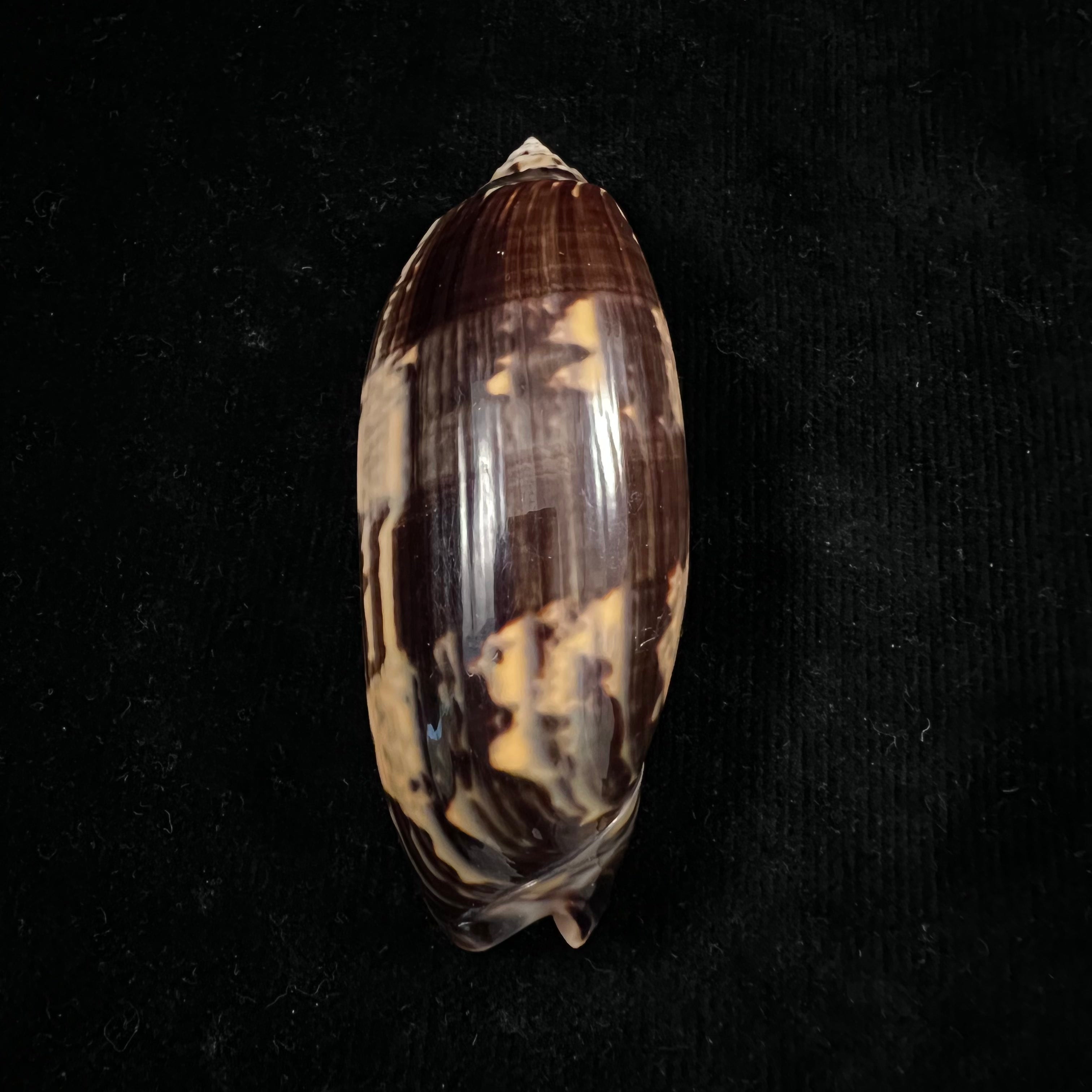 奥利瓦 Tremulina nobilis Reeve, 1850 - 86,7mm