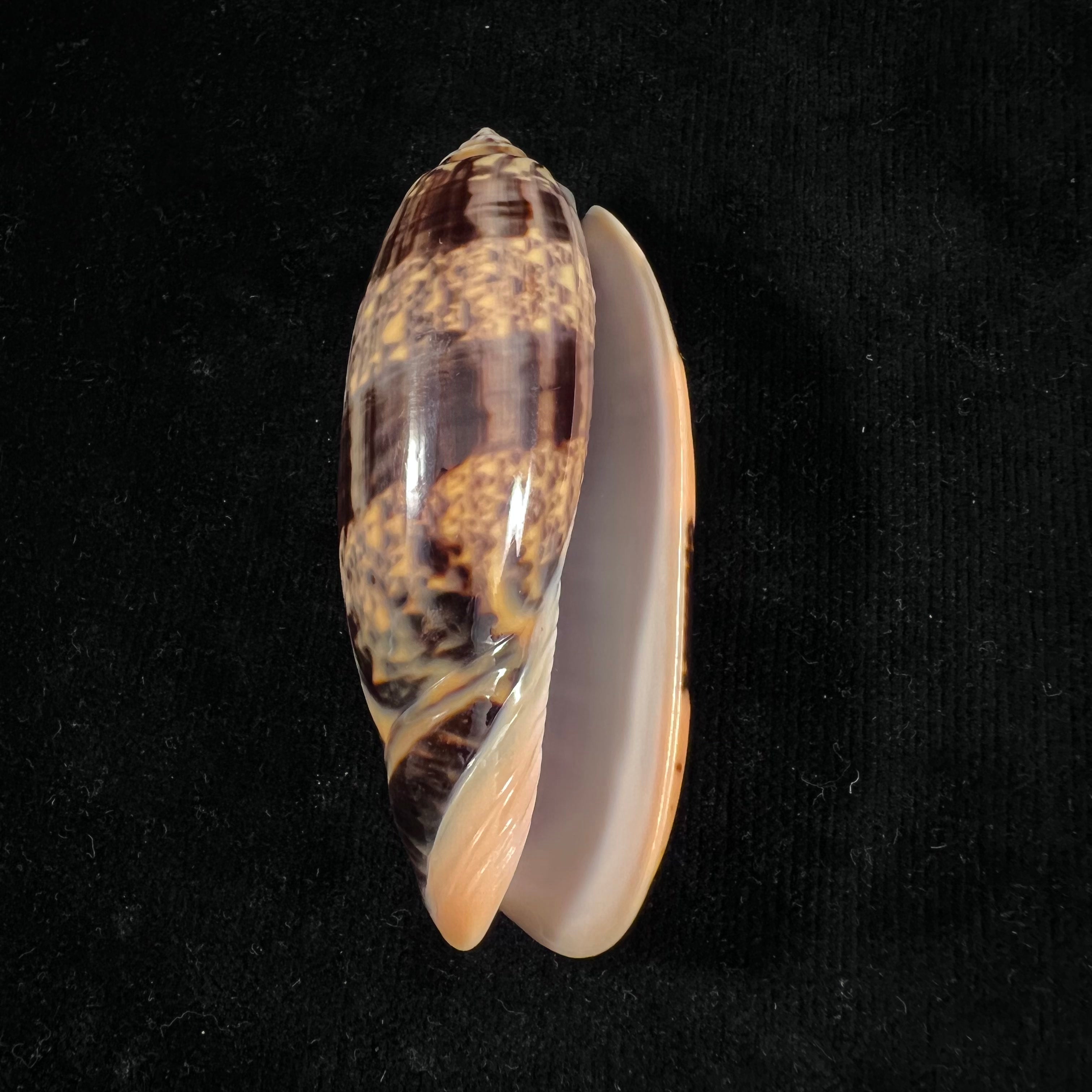奥利瓦 Tremulina nobilis Reeve, 1850 - 86,7mm