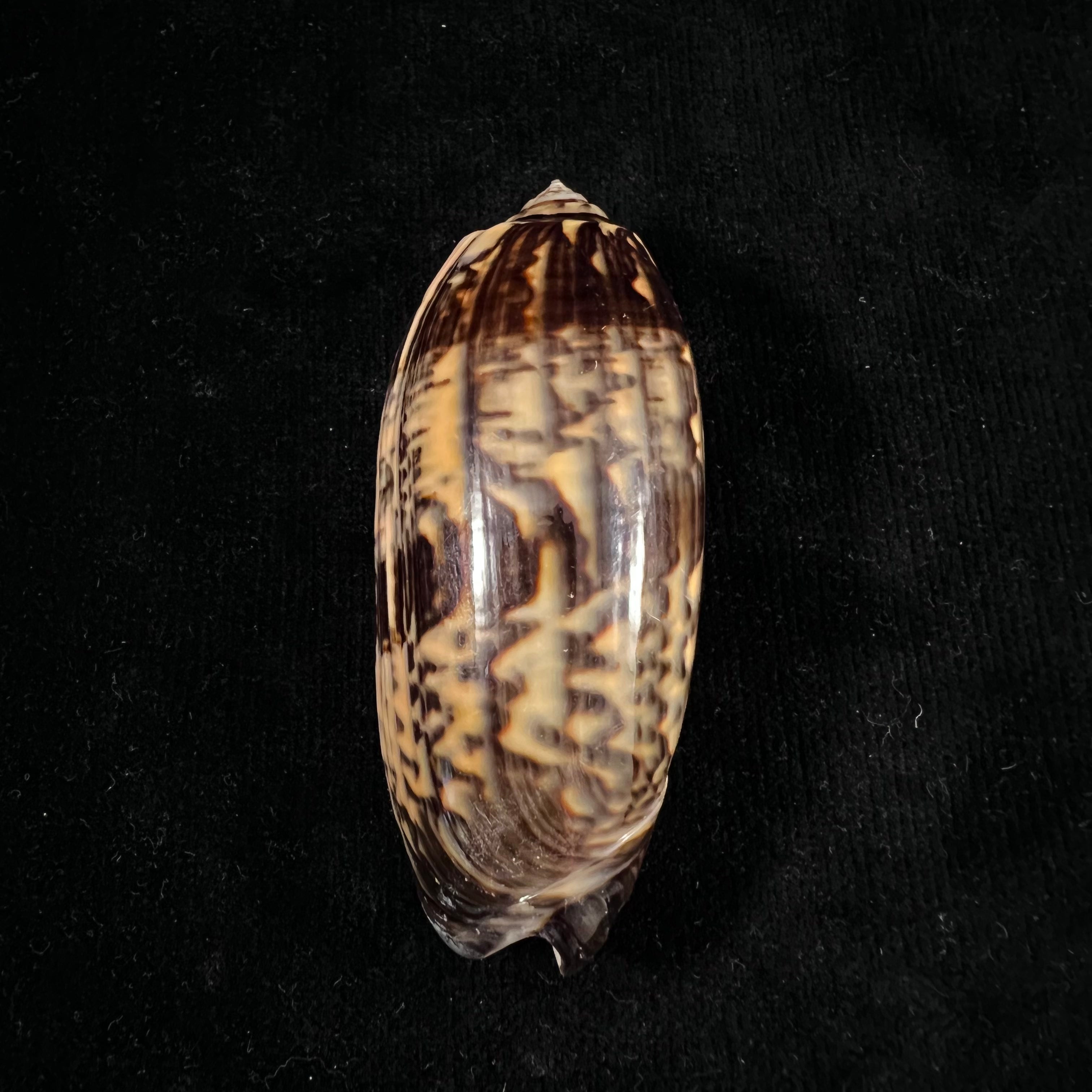 Oliva tremulina nobilis Reeve, 1850 - 82,6mm