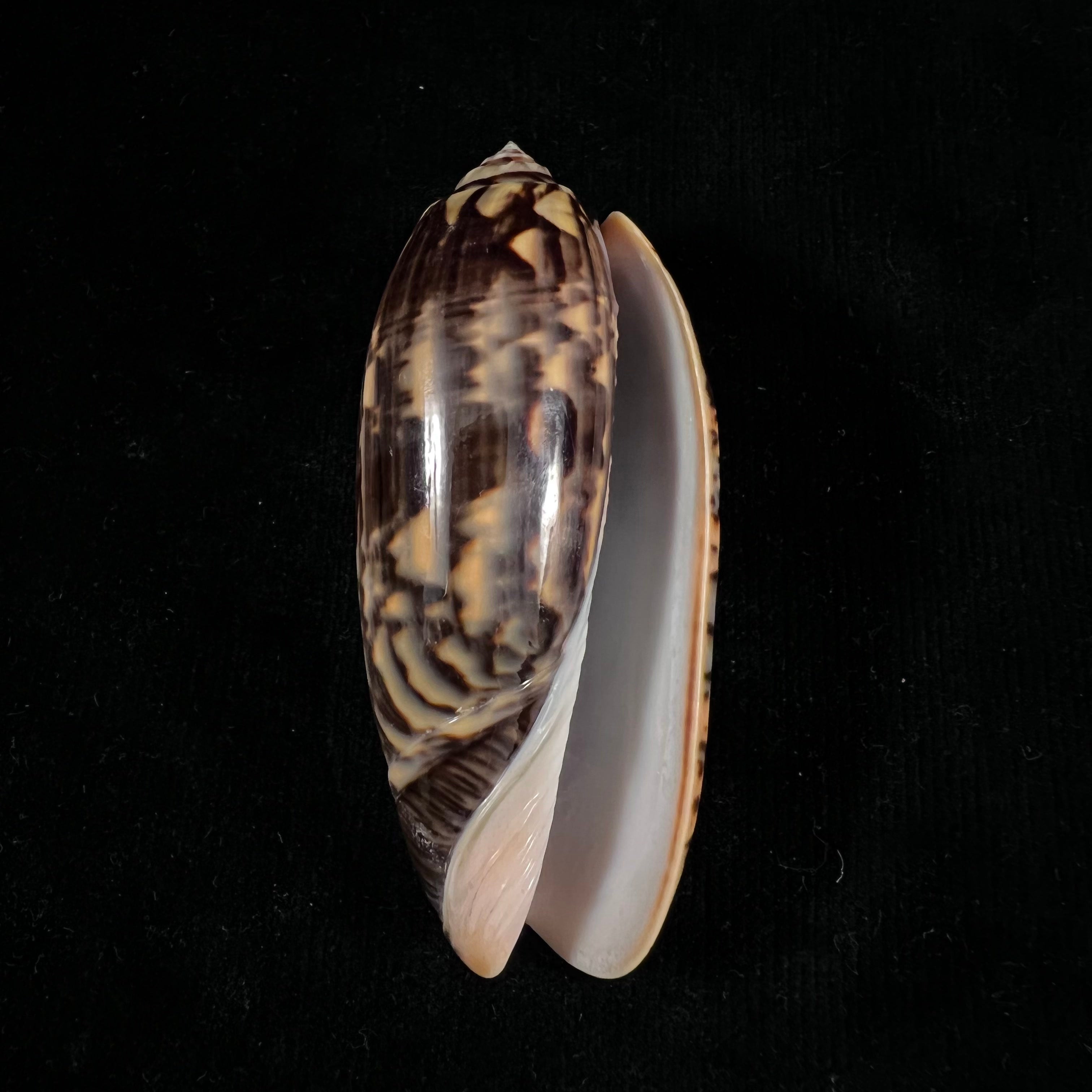 Oliva tremulina nobilis Reeve, 1850 - 82,6mm