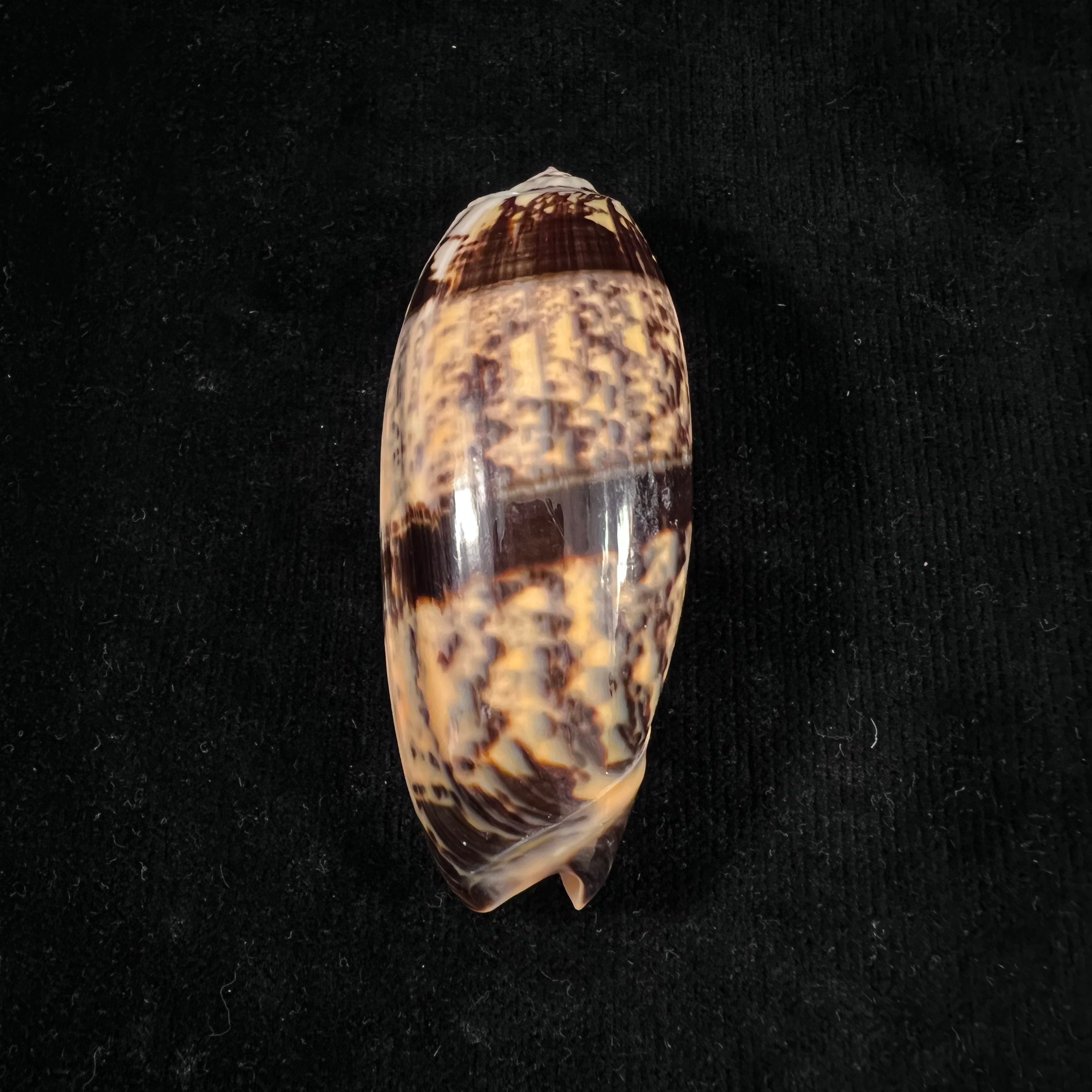 奥利瓦 Tremulina nobilis Reeve, 1850 - 84,7mm