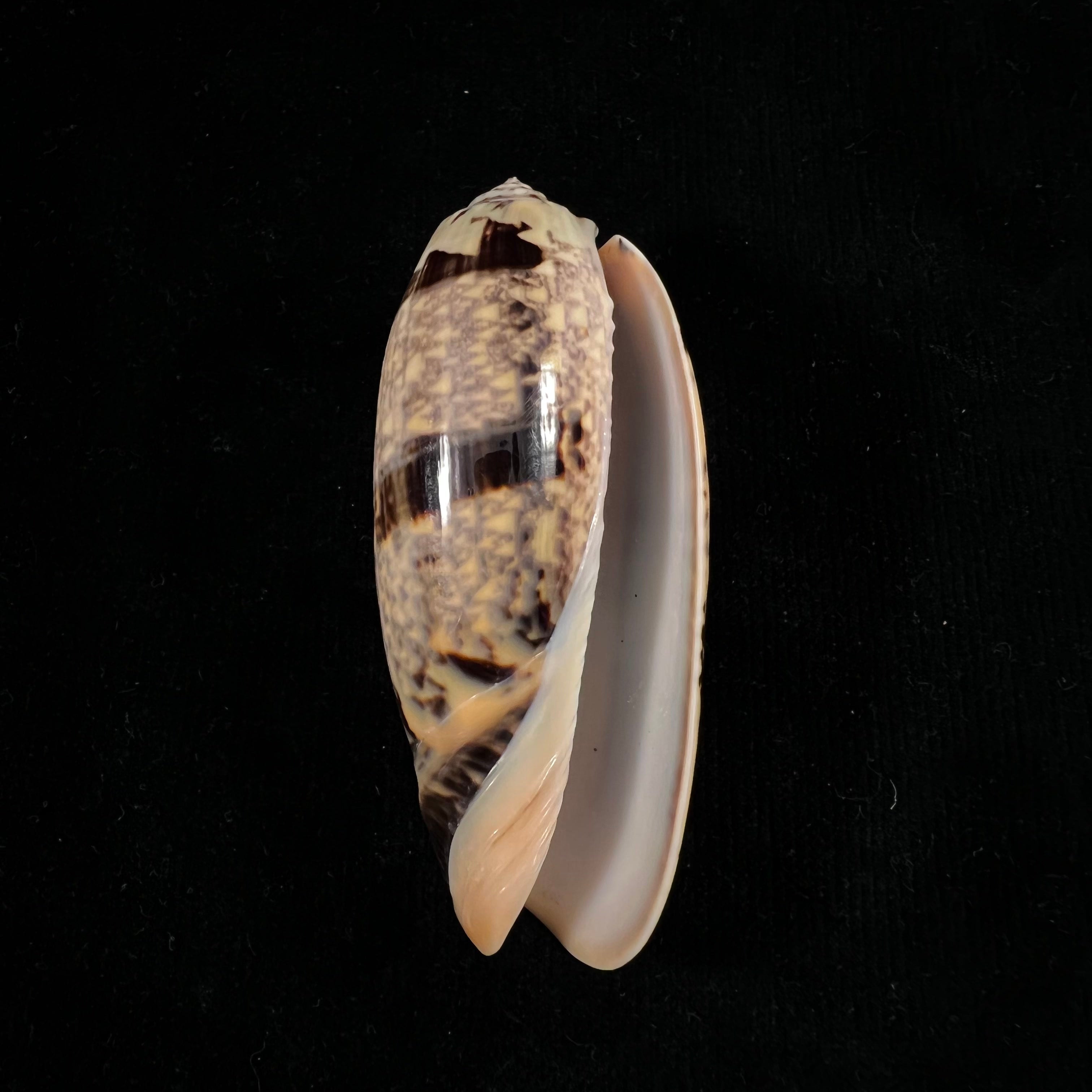 奥利瓦 Tremulina nobilis Reeve, 1850 - 84,7mm
