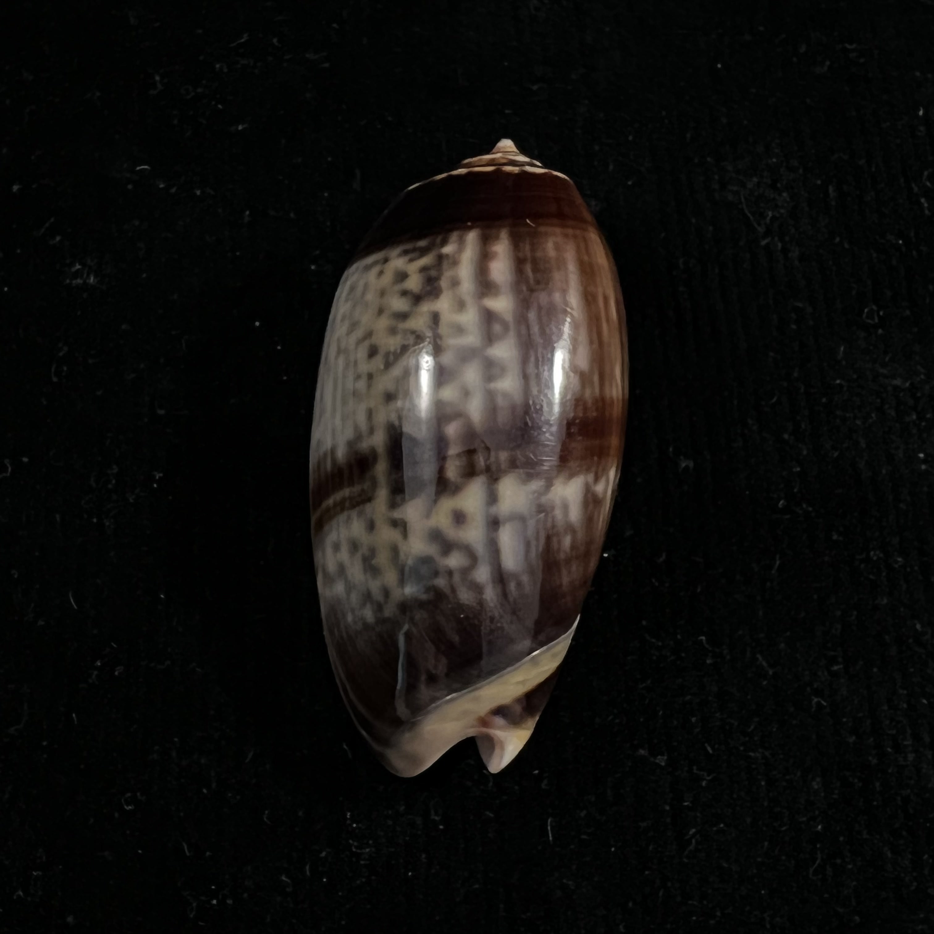 奥利瓦·蒂格里纳·法拉克斯·约翰逊,1910 年 - 51,7mm