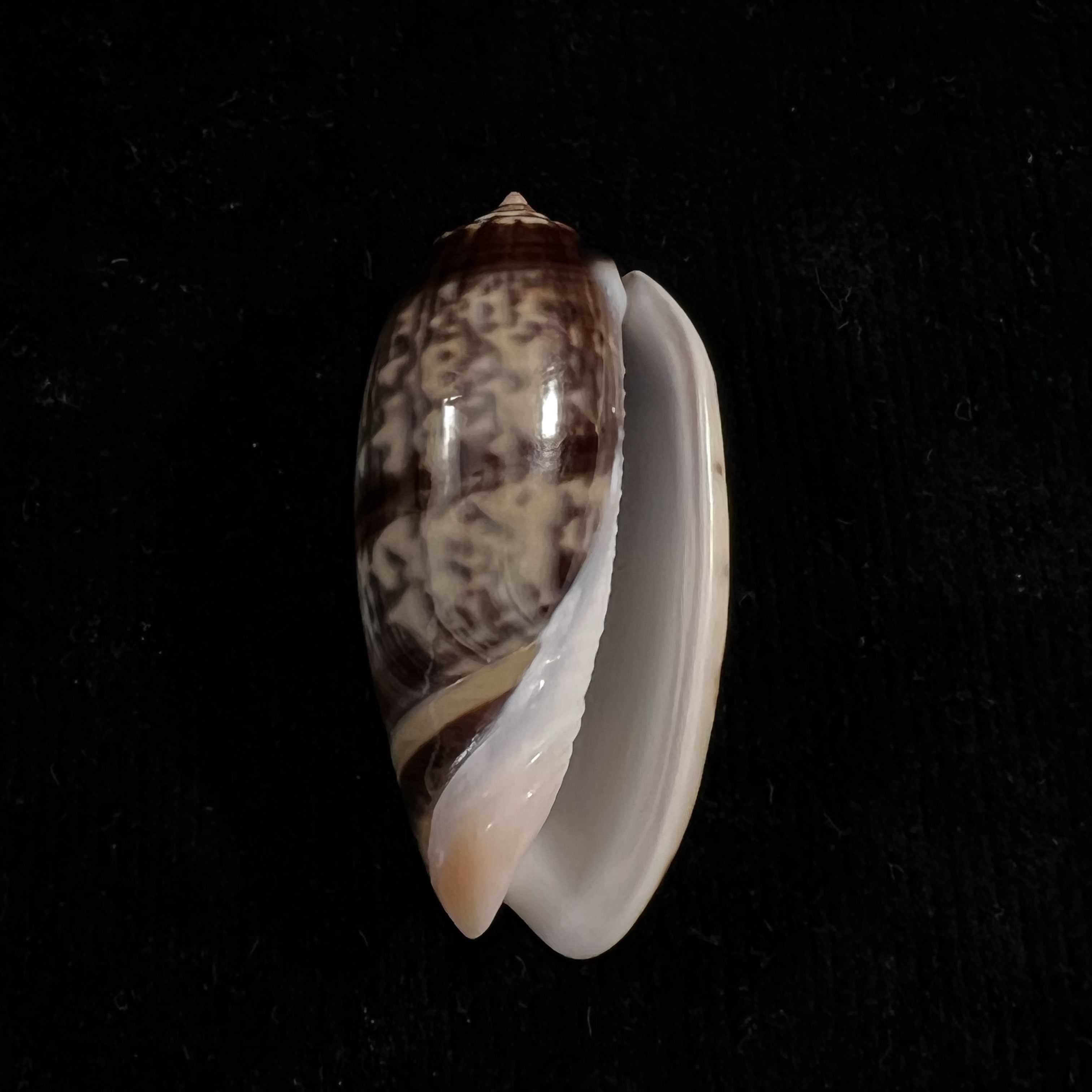 奥利瓦·蒂格里纳·法拉克斯·约翰逊,1910 年 - 51,7mm