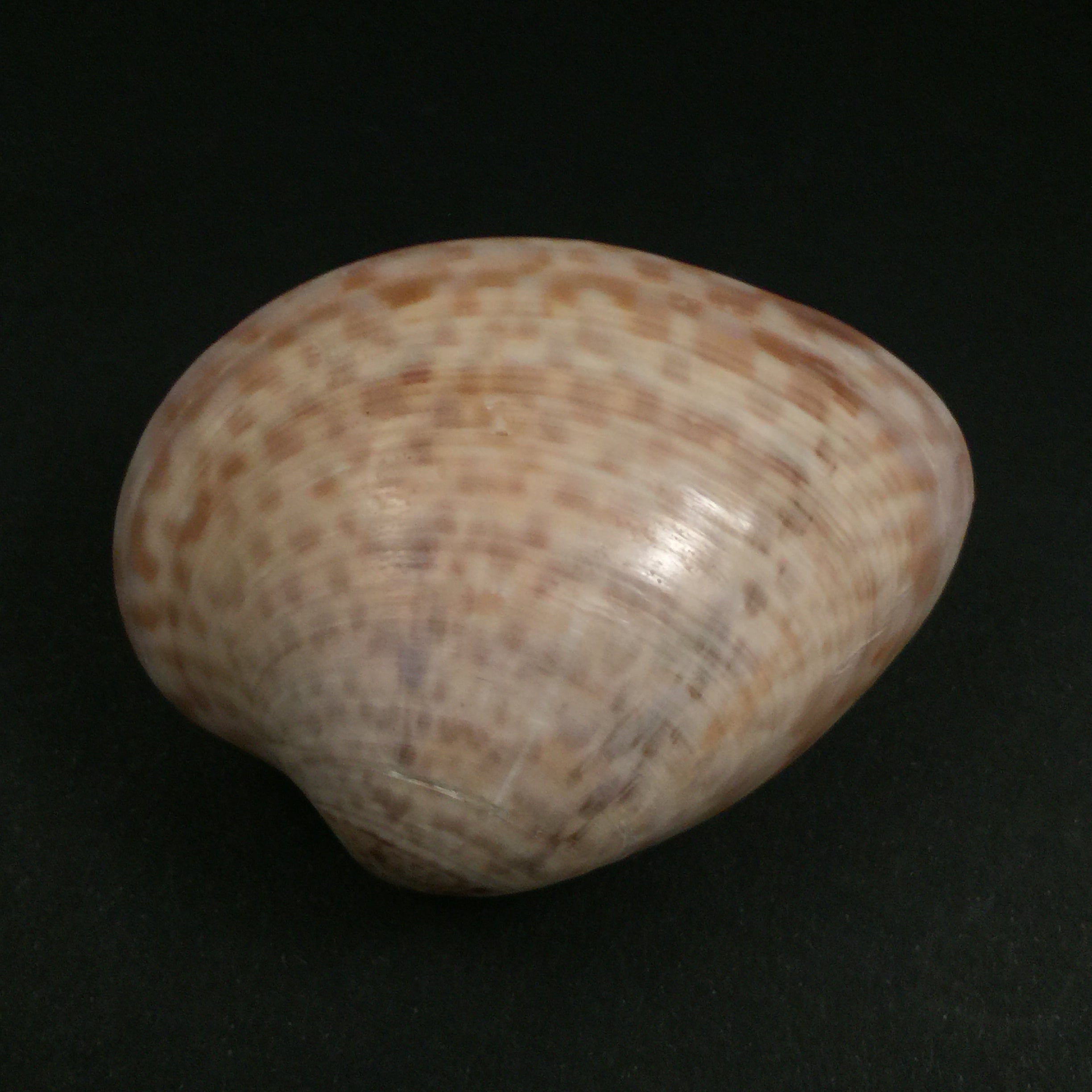 Megapitaria maculata (Linnaeus, 1758) - 71,3mm