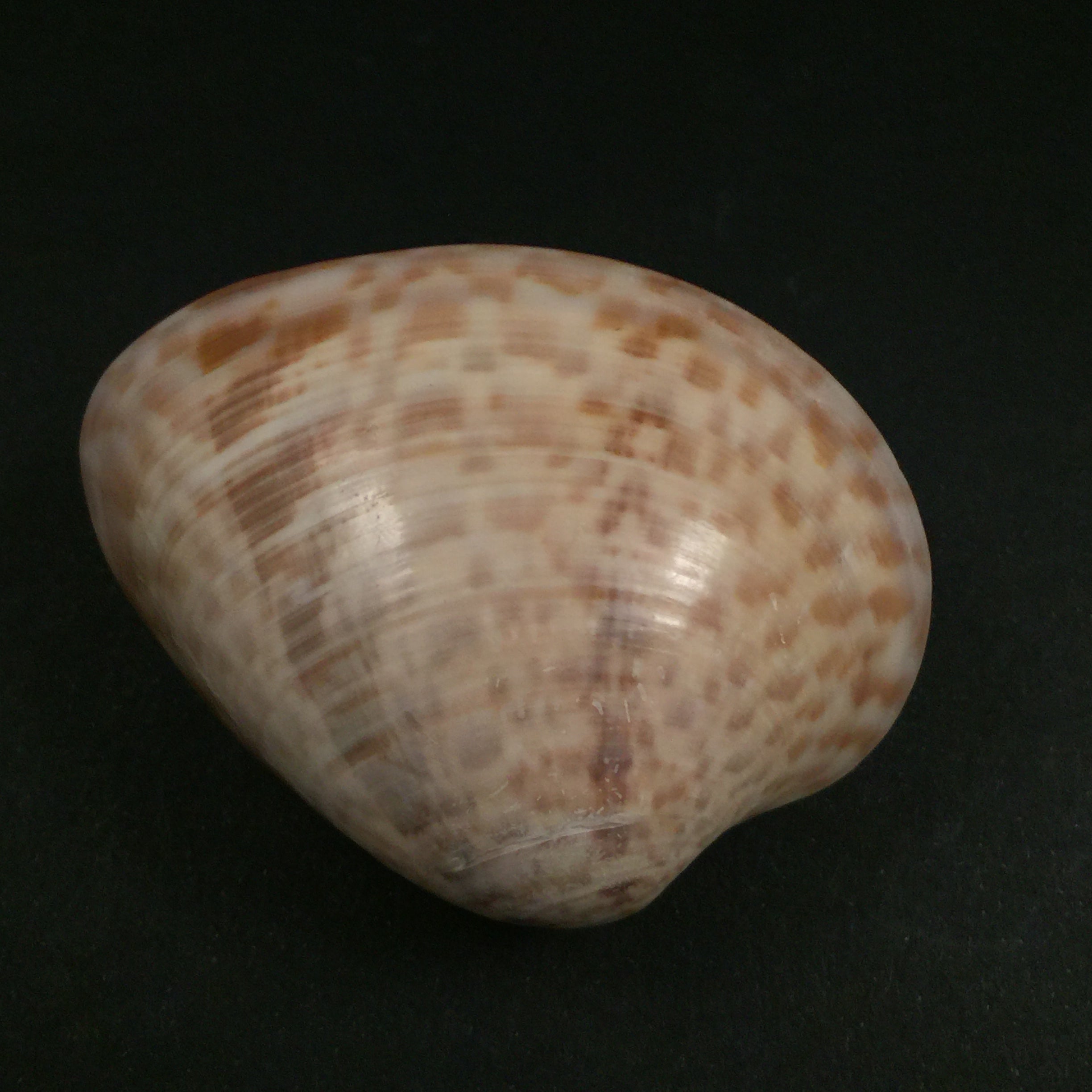 Megapitaria maculata (Linnaeus, 1758) - 71,3mm