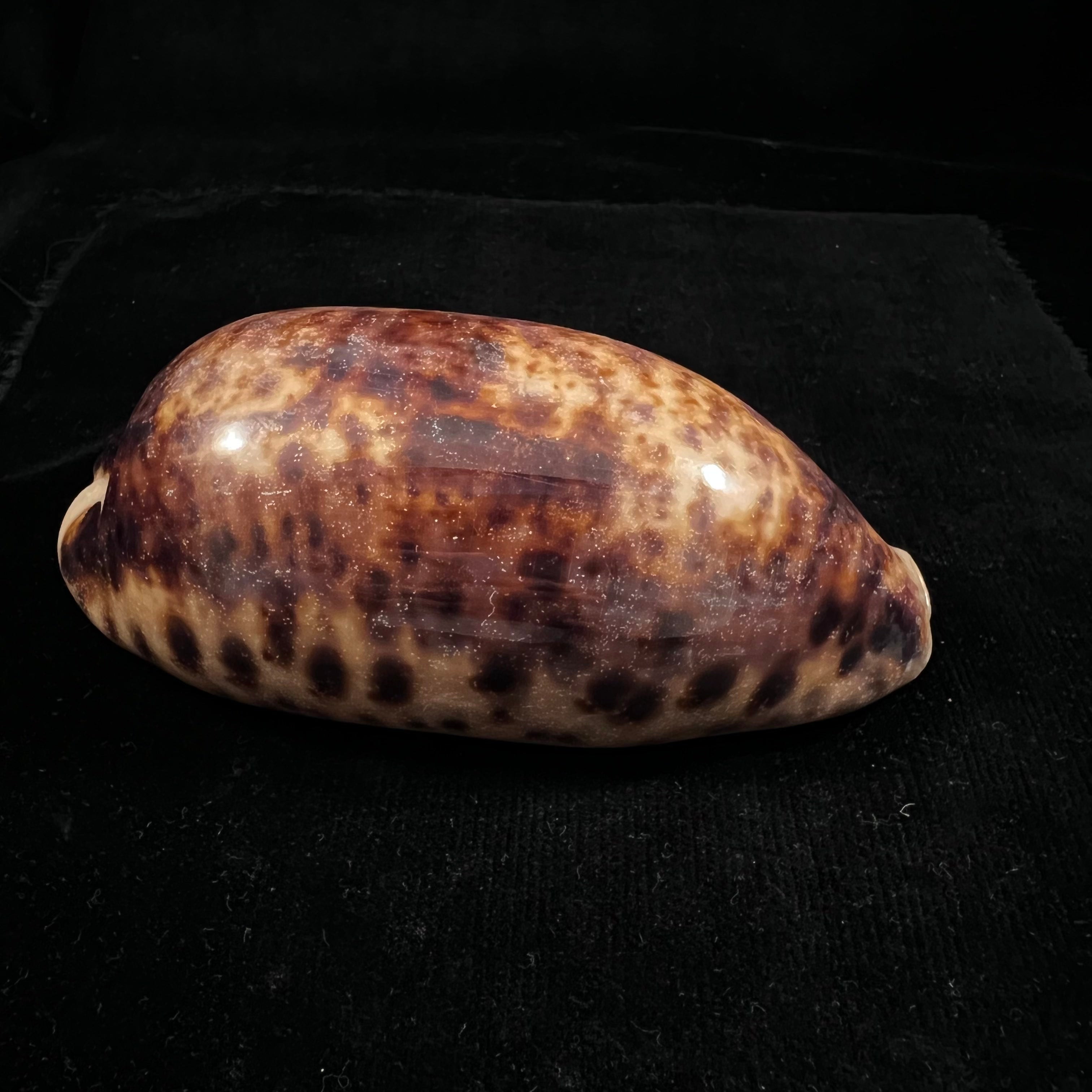 Chelycypraea testudinaria (Linnaeus, 1758) - 125,4mm