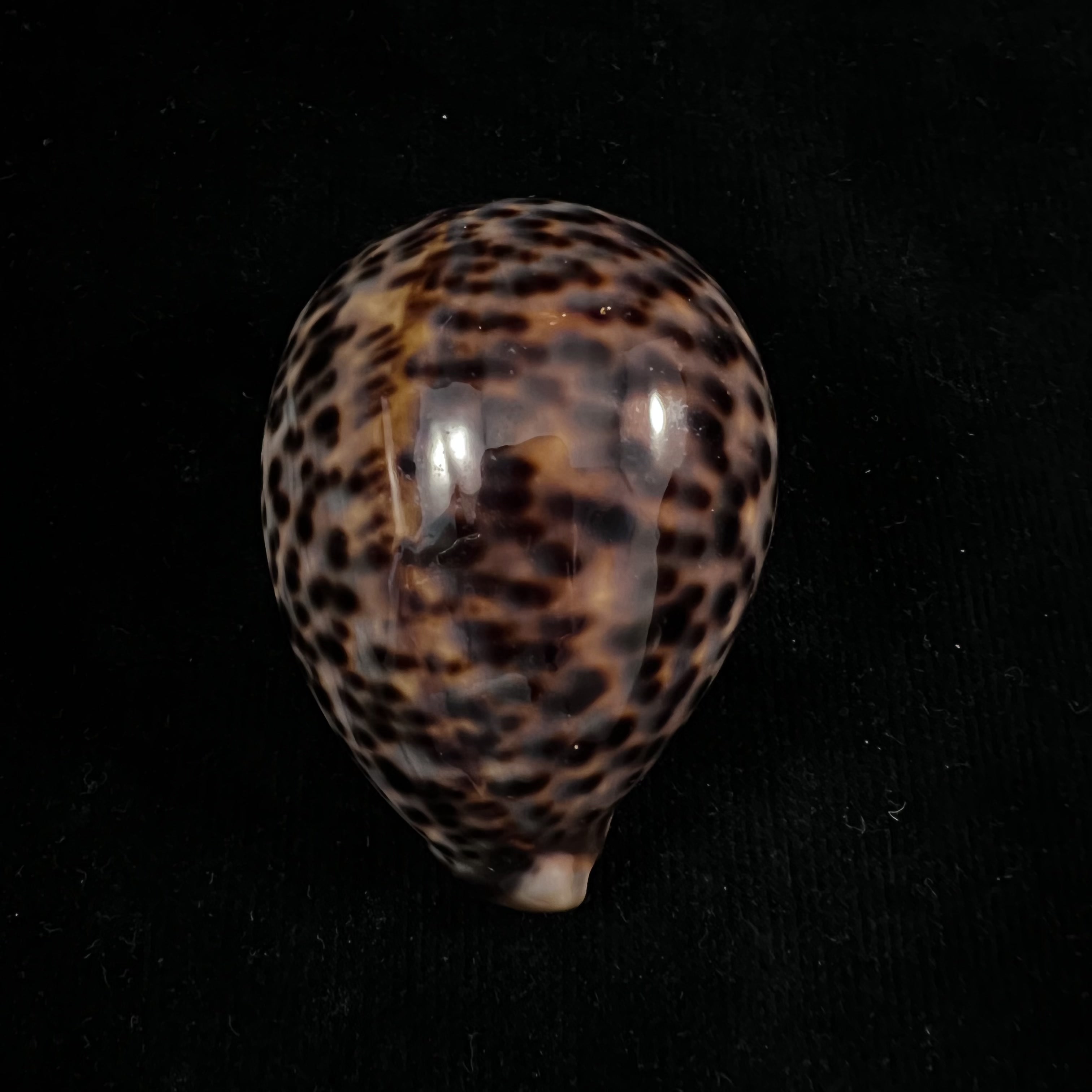 Cypraea catulus Schilder, FA 1924 - 76,5mm