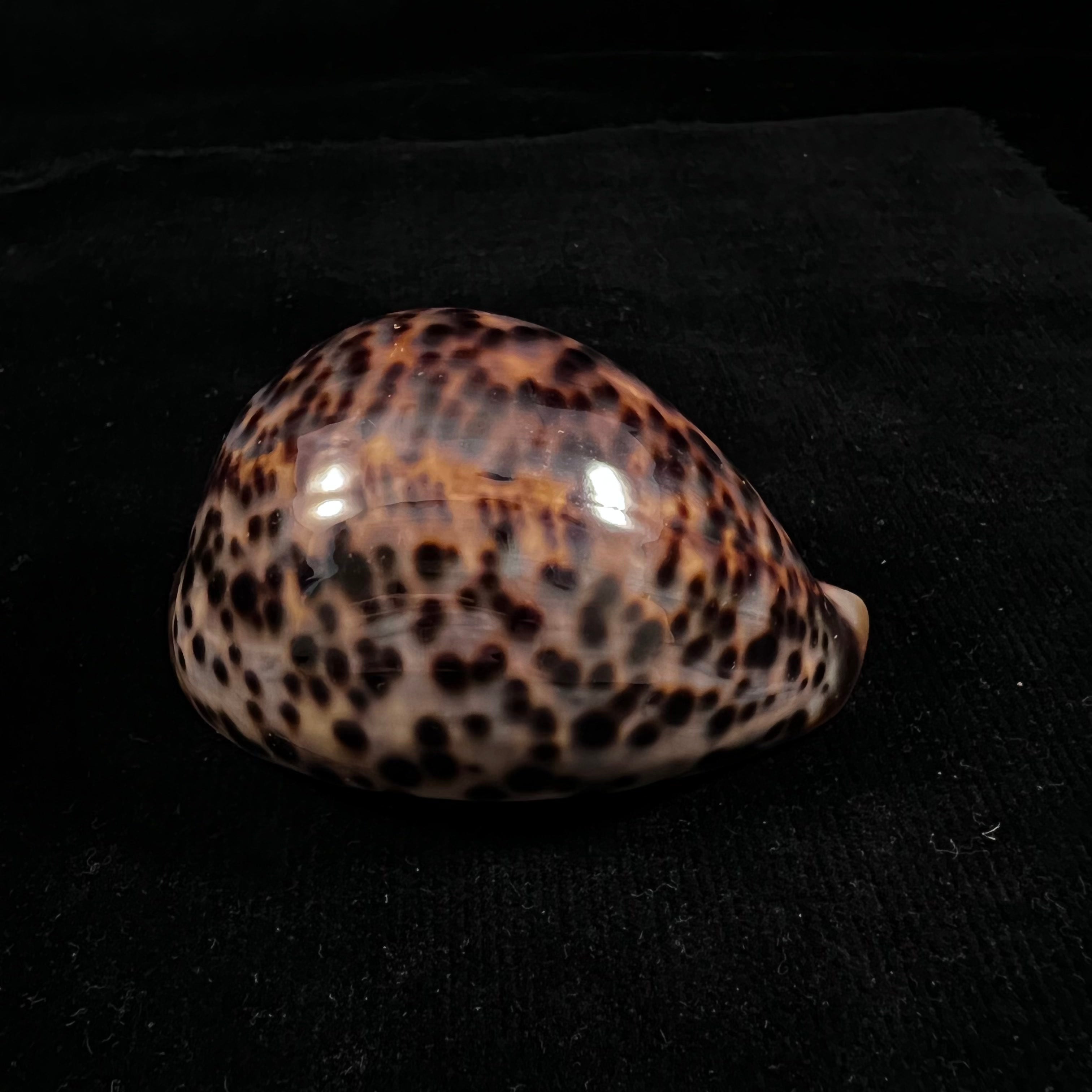 Cypraea catulus Schilder, FA 1924 - 76,5mm