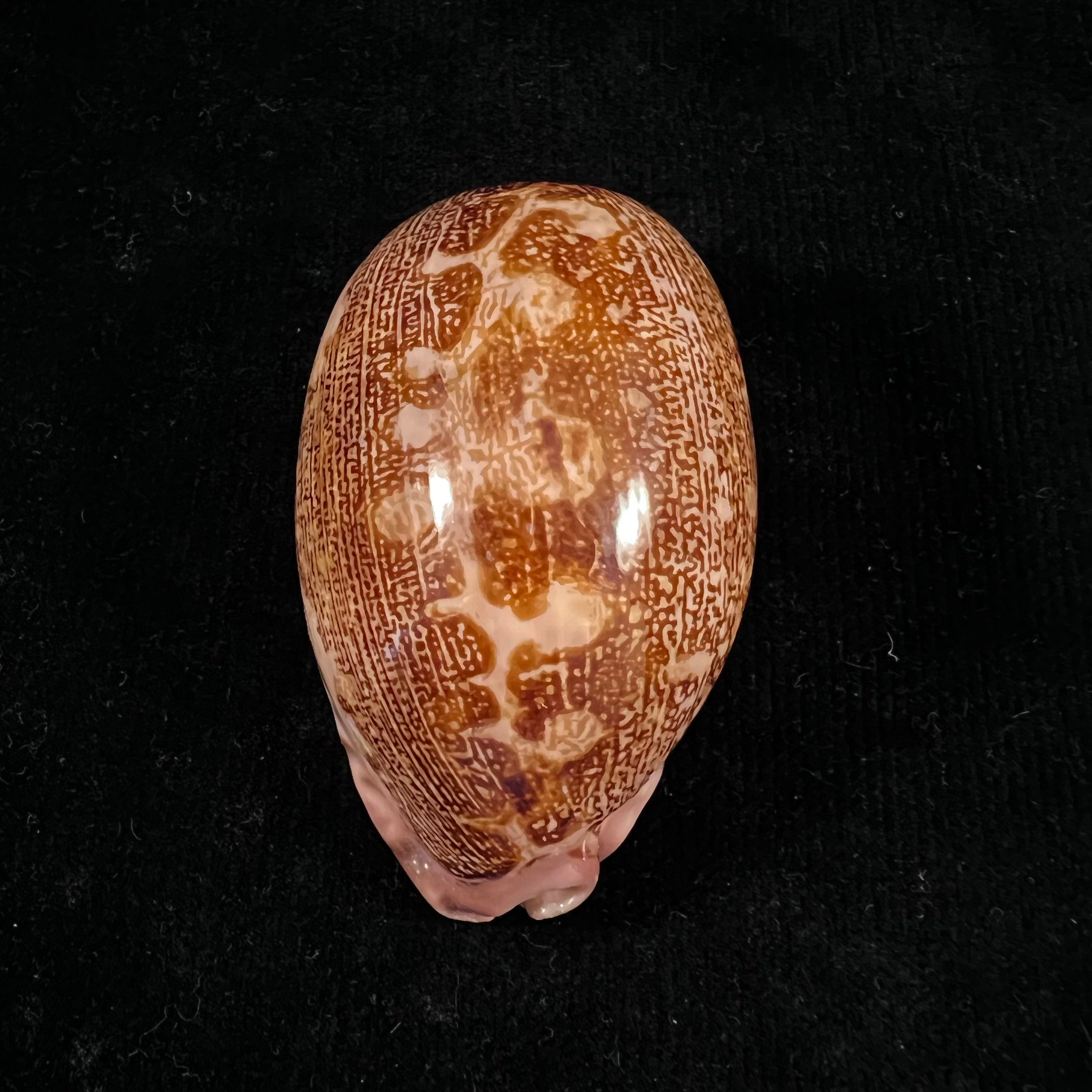 Leporicypraea Rosea ultraviola Lorenz & Bridges, 2014 - 70mm