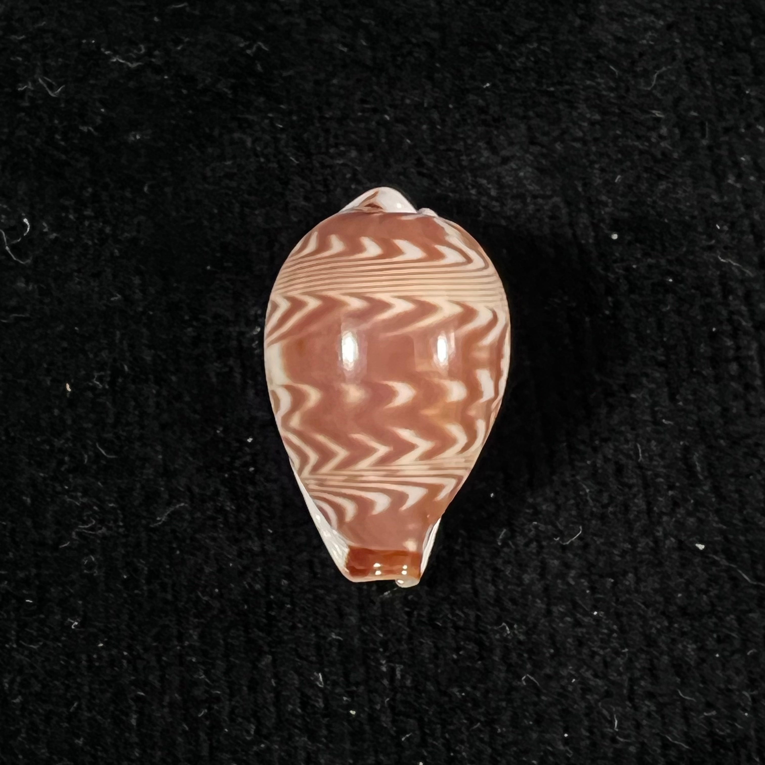Palmadusta diluculum Reeve, 1845 - 25,5mm
