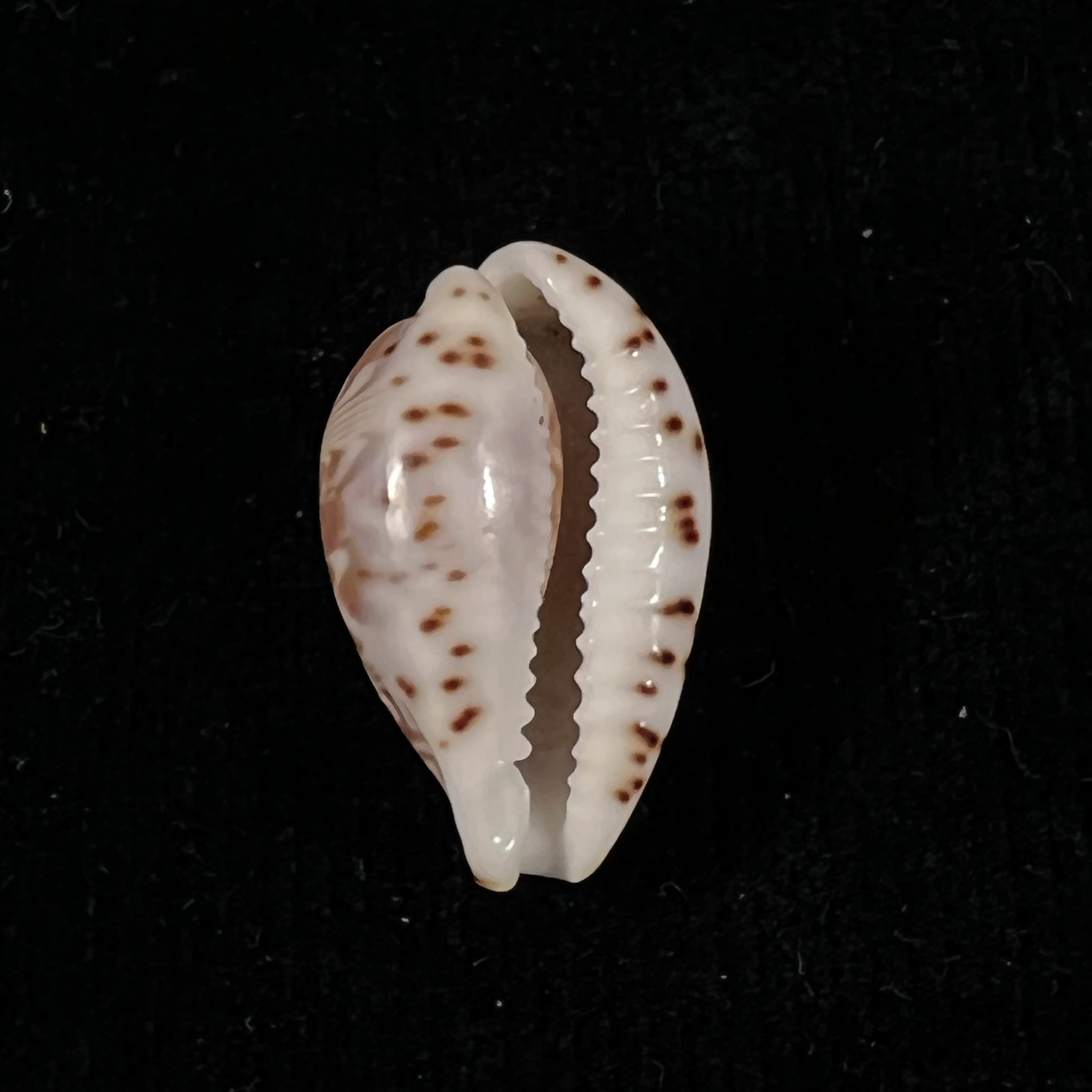 Palmadusta diluculum Reeve, 1845 - 25,5mm