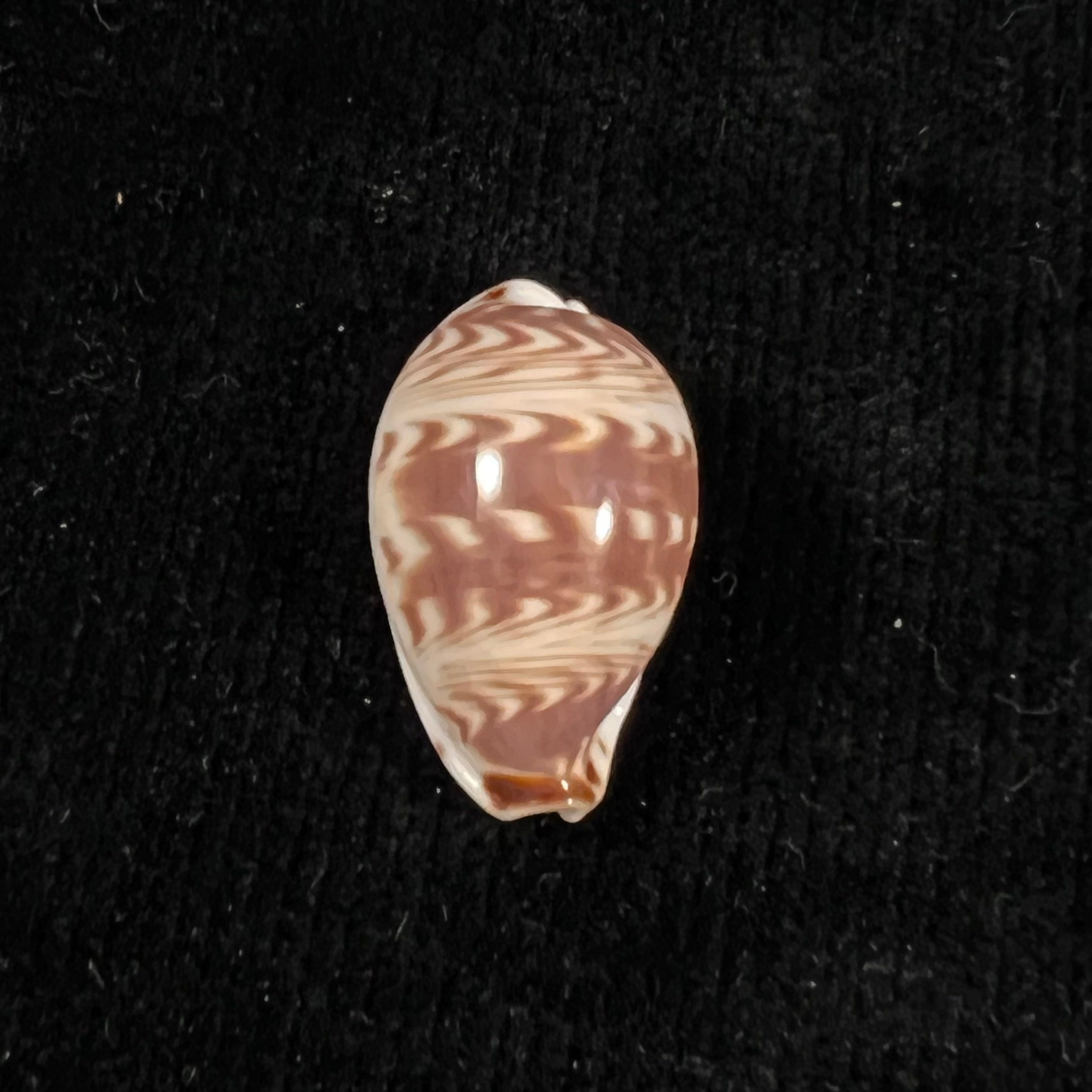 Palmadusta diluculum Reeve, 1845 - 24,7mm