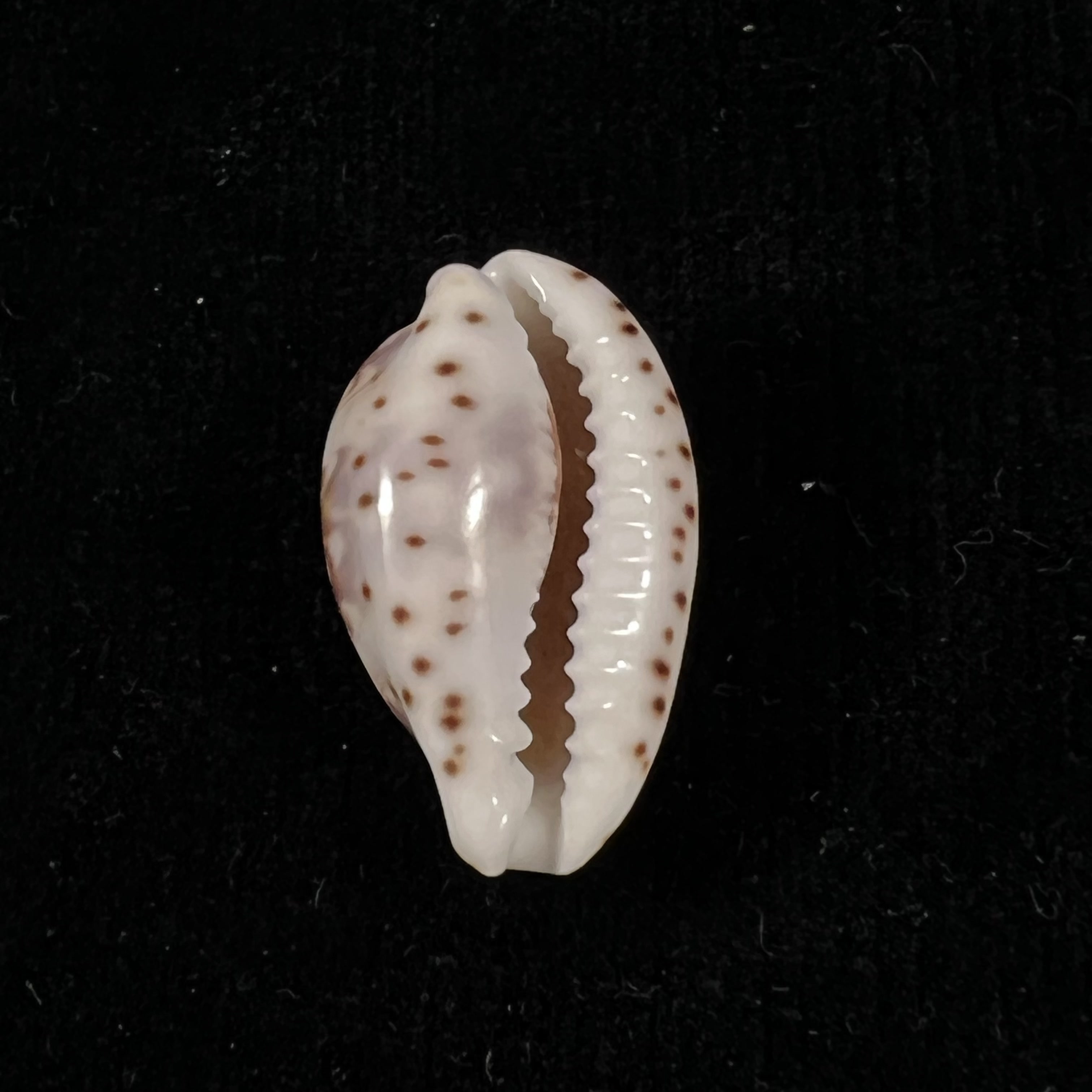 Palmadusta diluculum Reeve, 1845 - 24,7mm