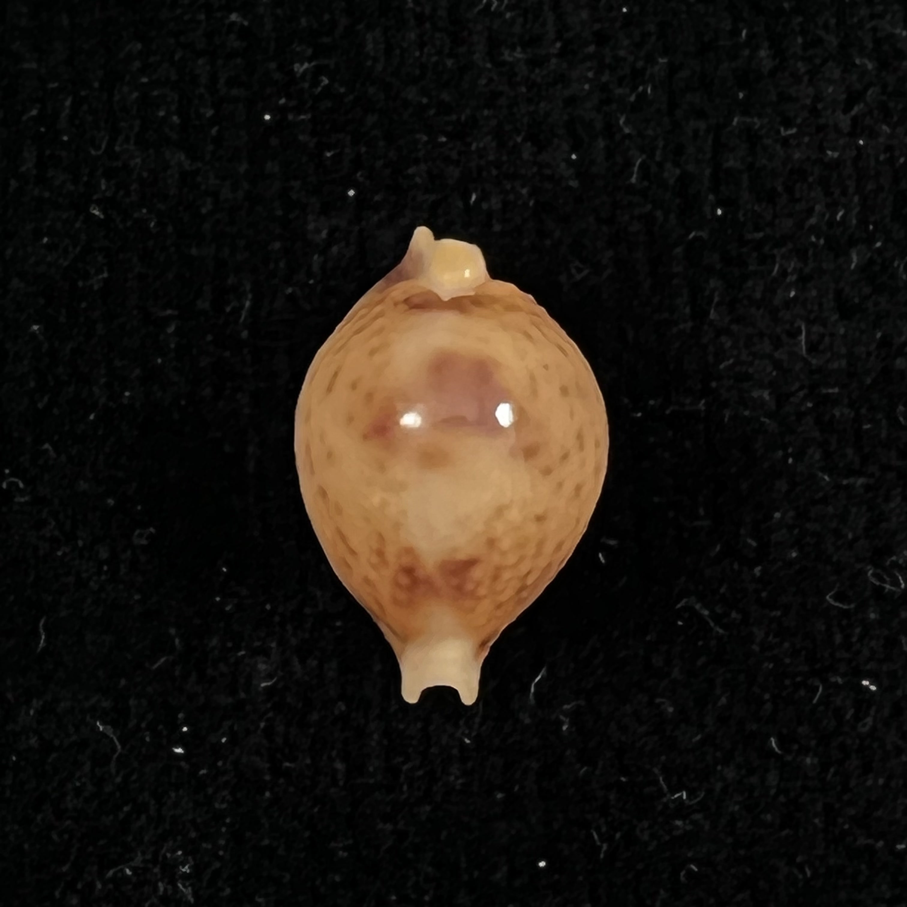 Cypraea bistrinotata samarensis Lorenz, 2014 - 18,5mm