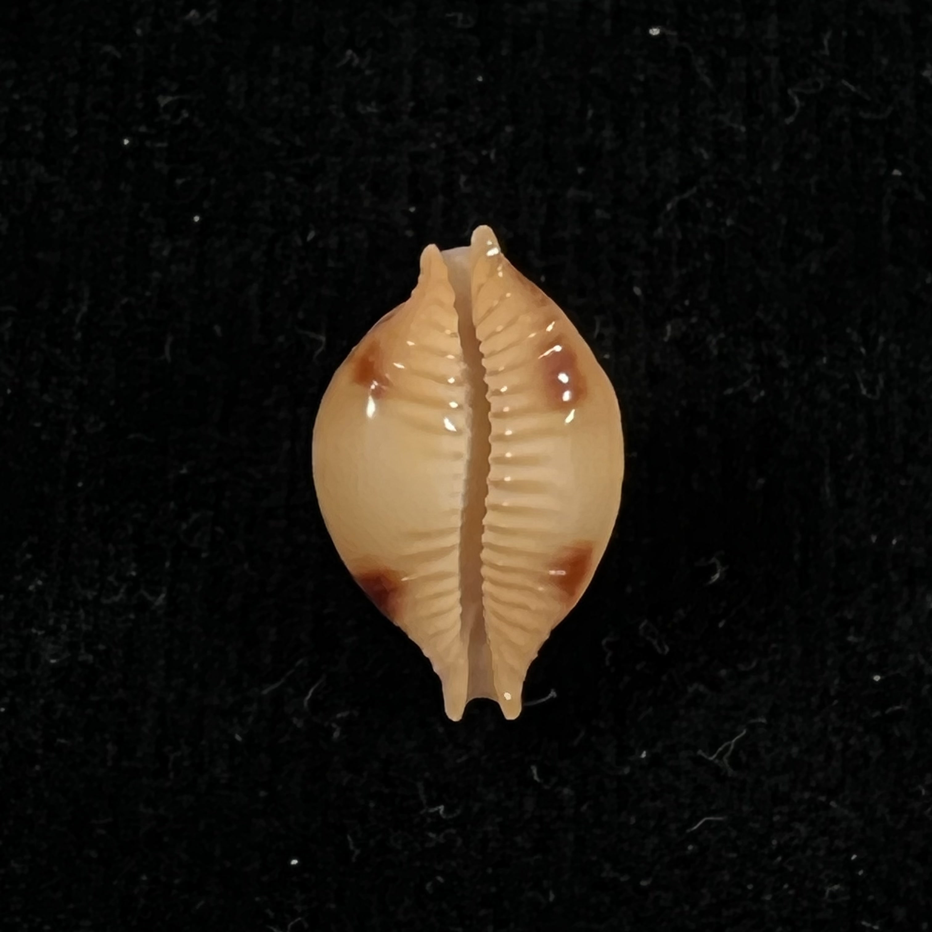 Cypraea bistrinotata samarensis Lorenz, 2014 - 18,5mm