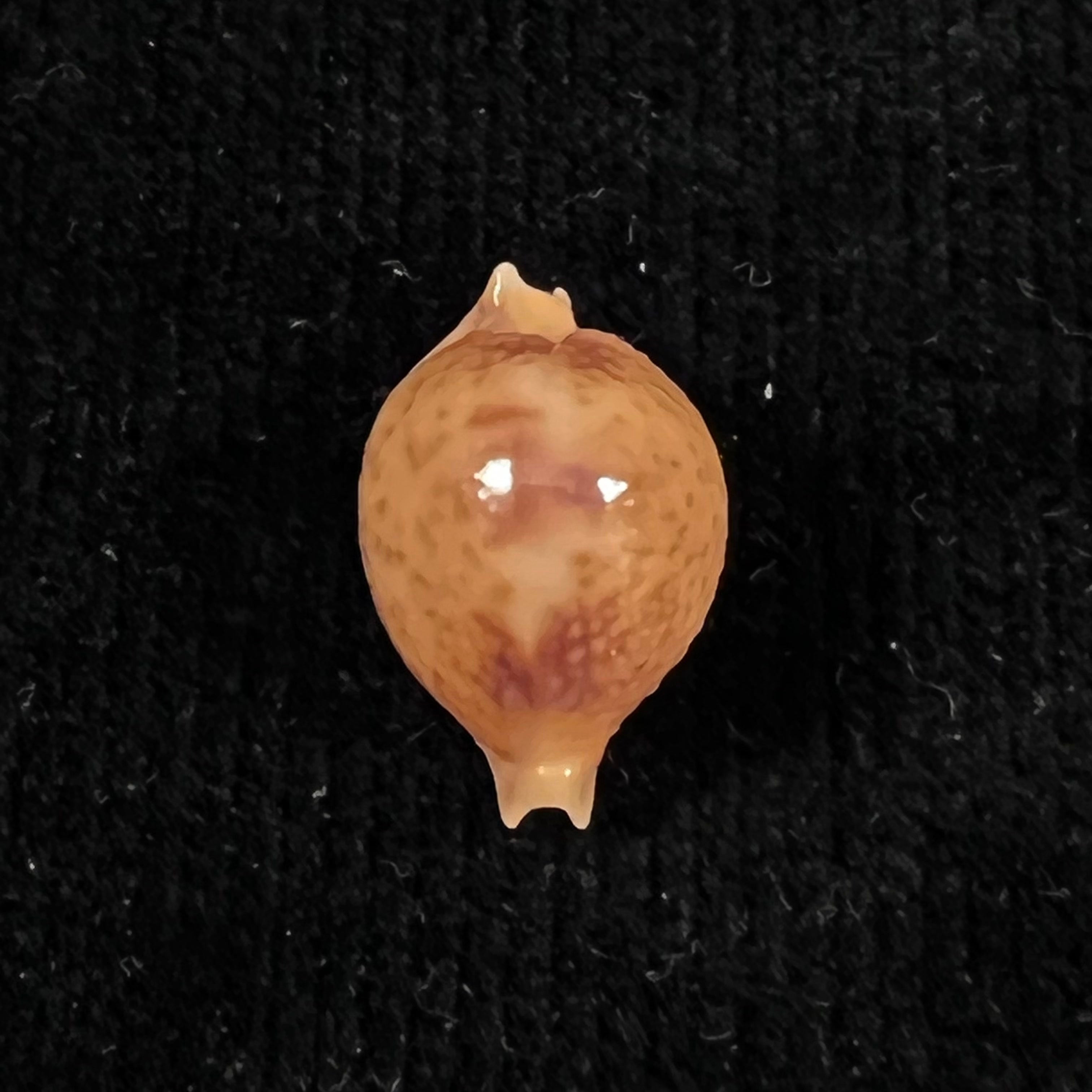 Cypraea bistrinotata samarensis Lorenz, 2014 - 18,5mm