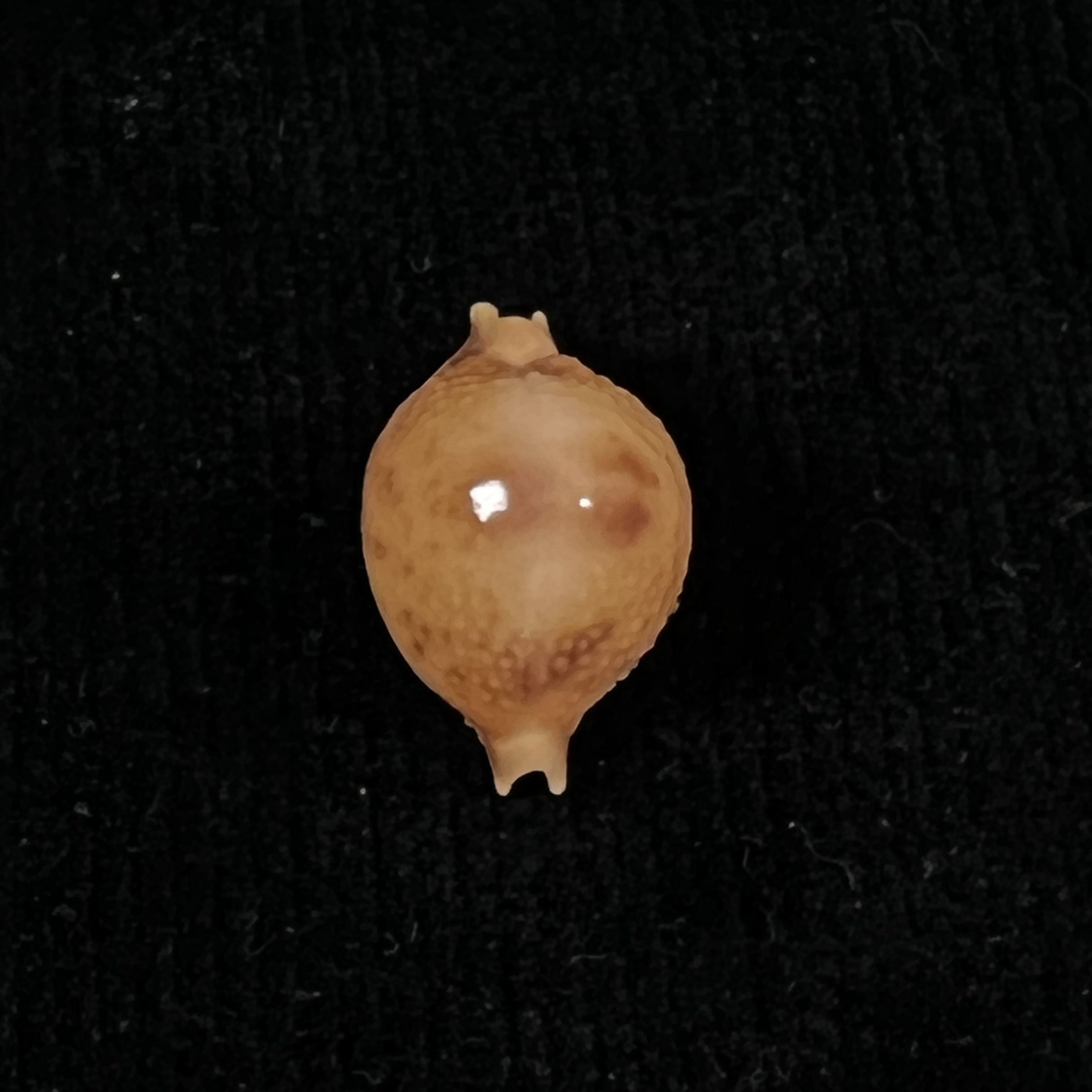 Cypraea bistrinotata samarensis Lorenz, 2014 - 18,7mm