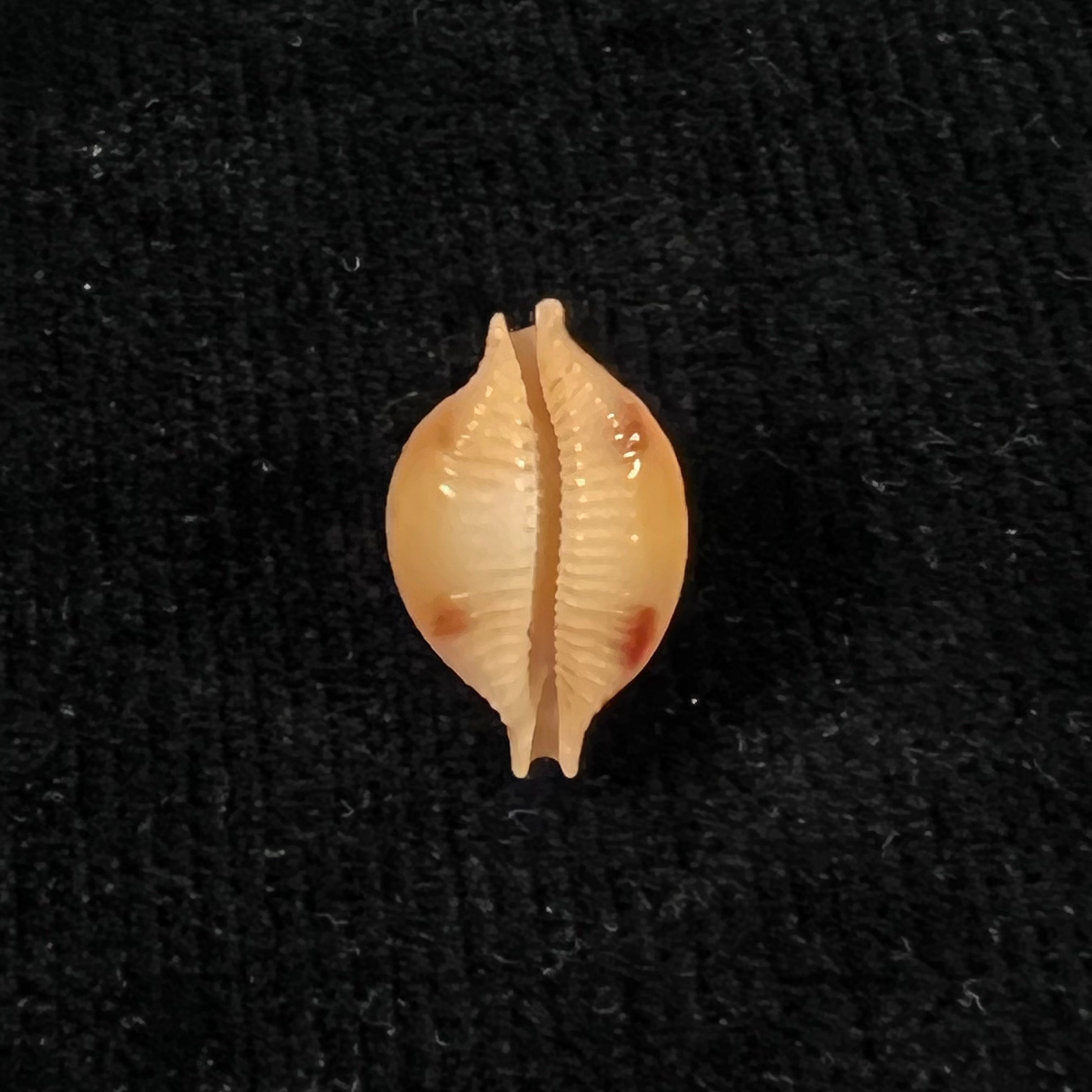 Cypraea bistrinotata samarensis Lorenz, 2014 - 18,7mm