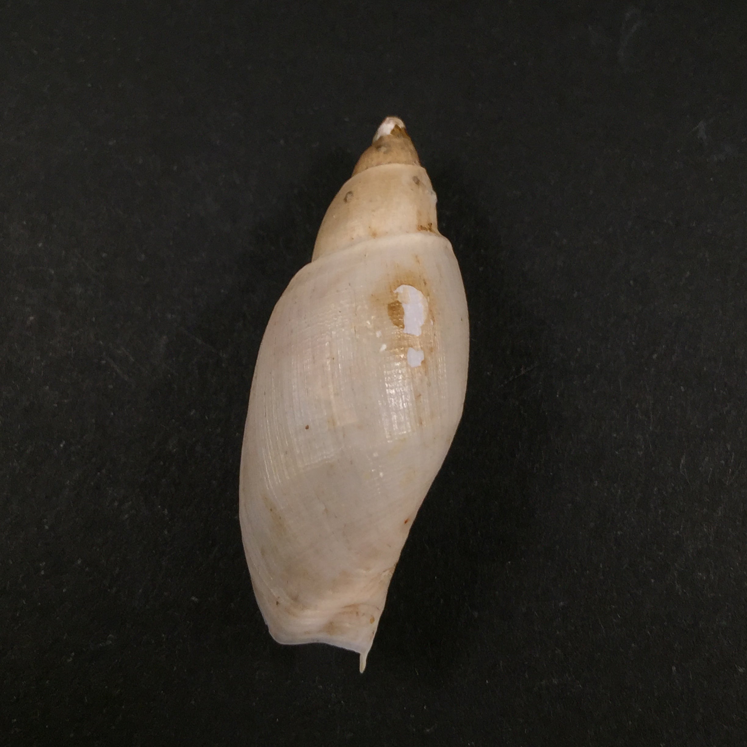 Guivillea corderoi (Carcelles, 1947) - 45,7mm