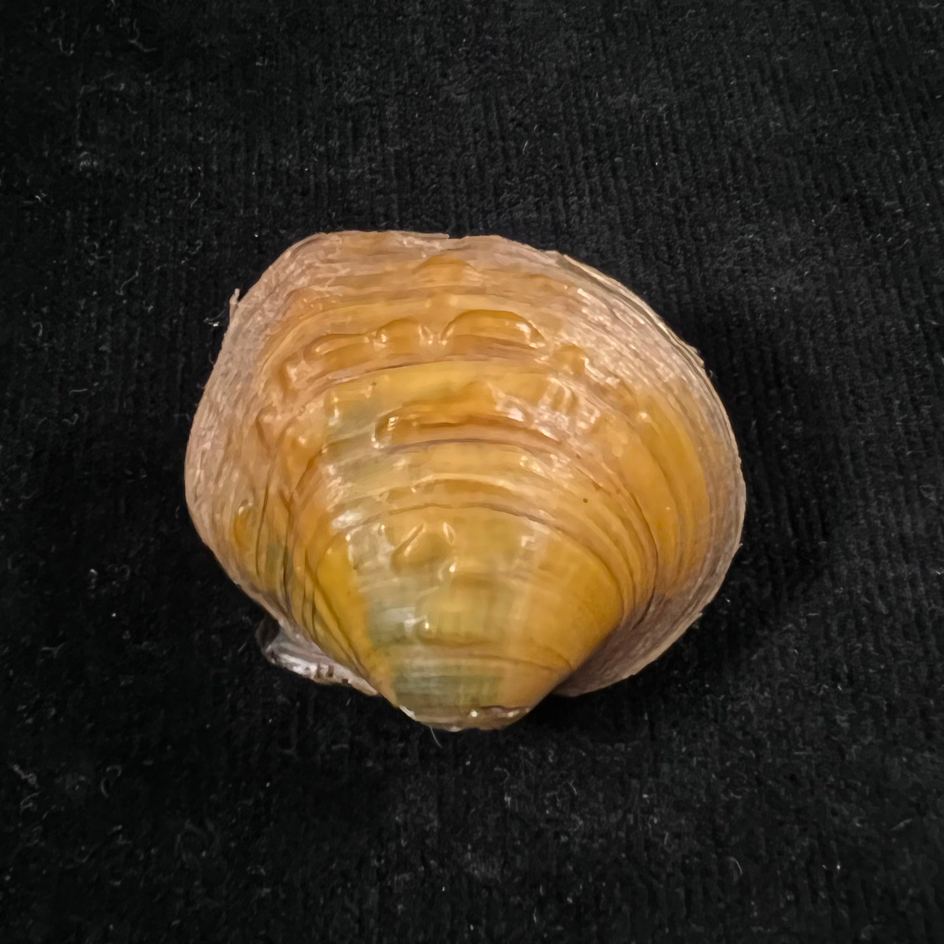 Cyclonaias pustulosa (Lea, 1831) - 45,2mm